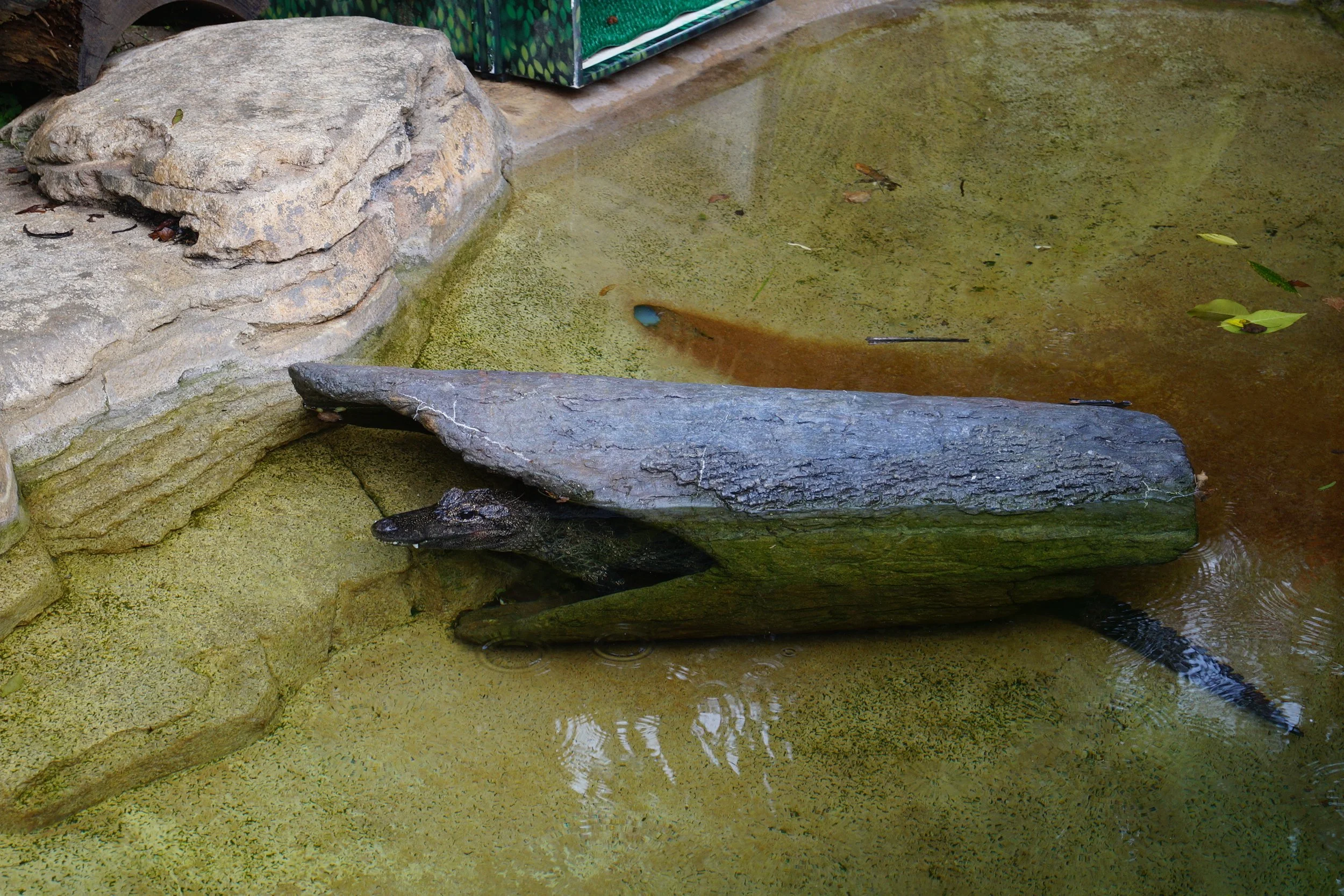 San Diego Zoo: Chinese Alligators
