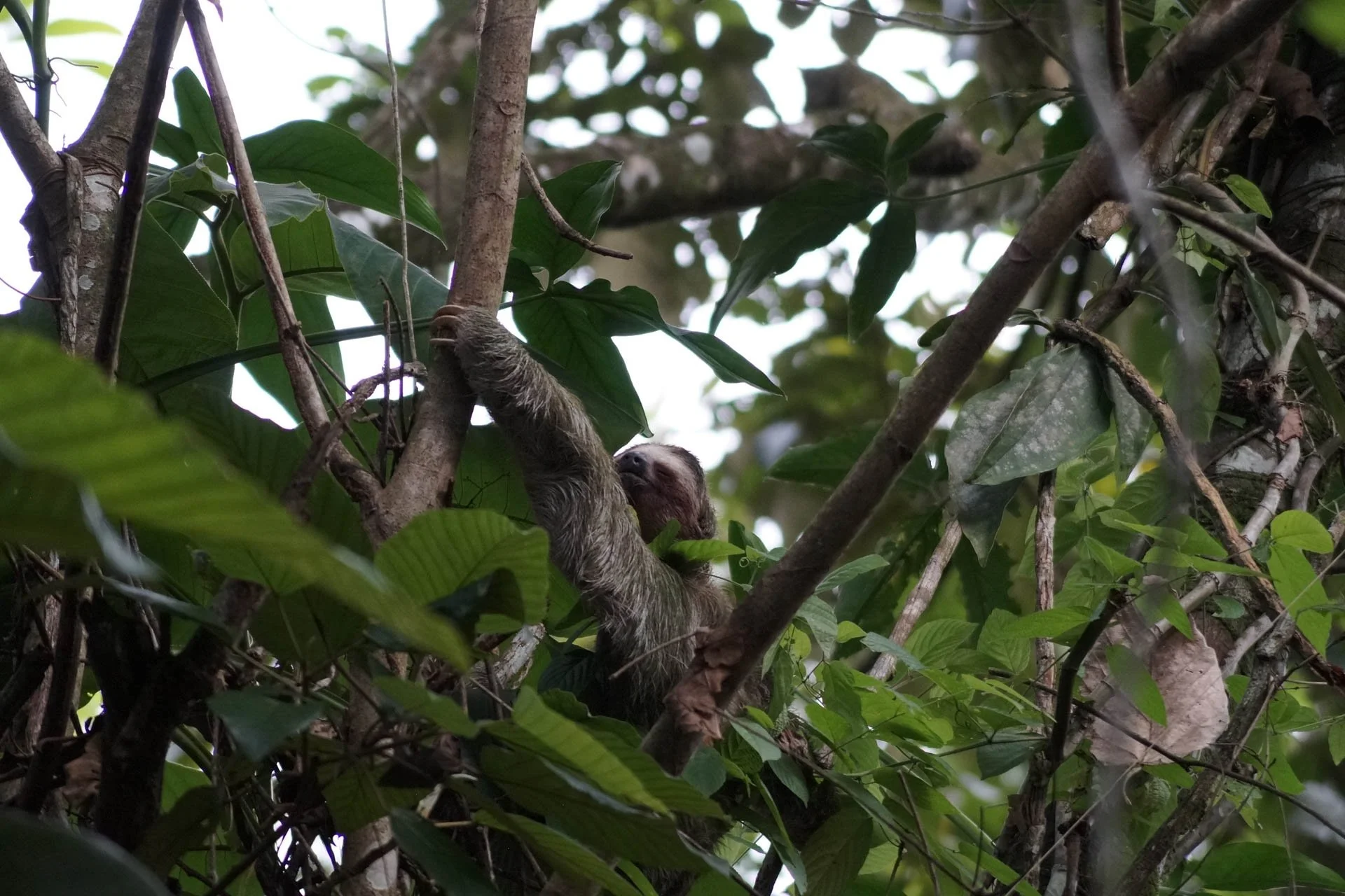 Sloth