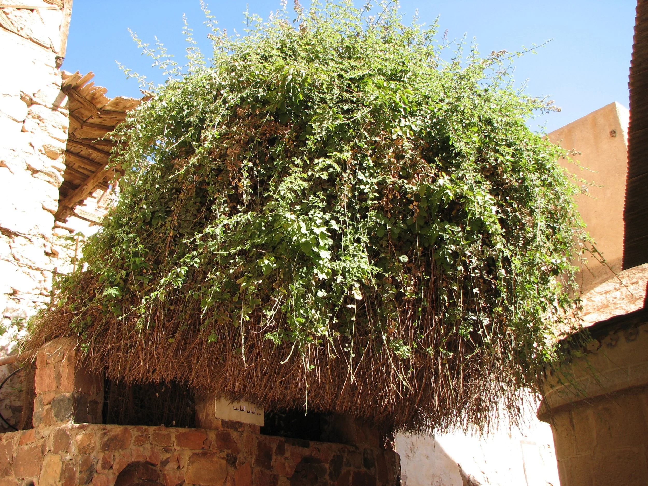 Saint Catherine's Monastery, Sinai Peninsula - The Burning Bush