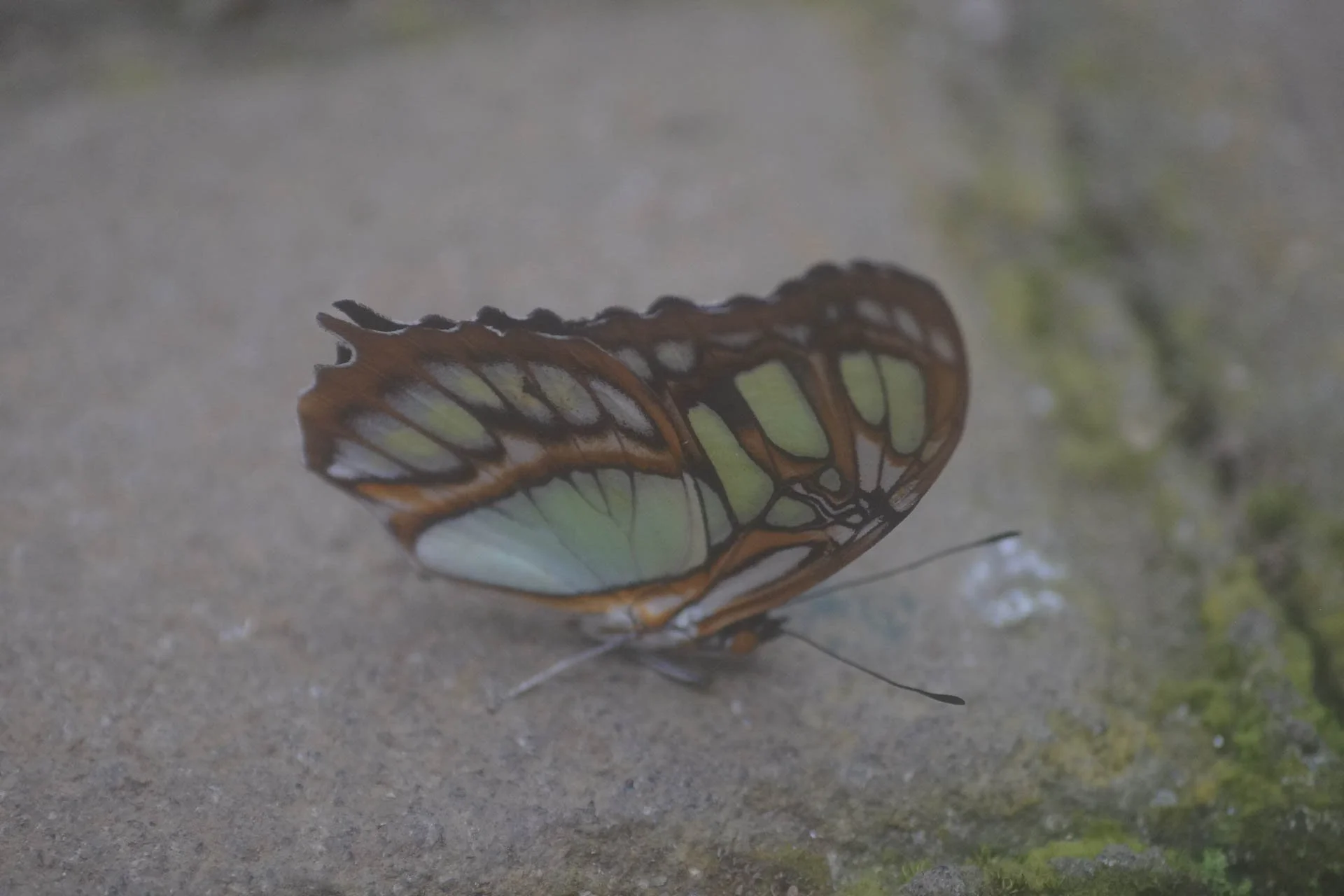 Butterfly Garden at Selvatura Park
