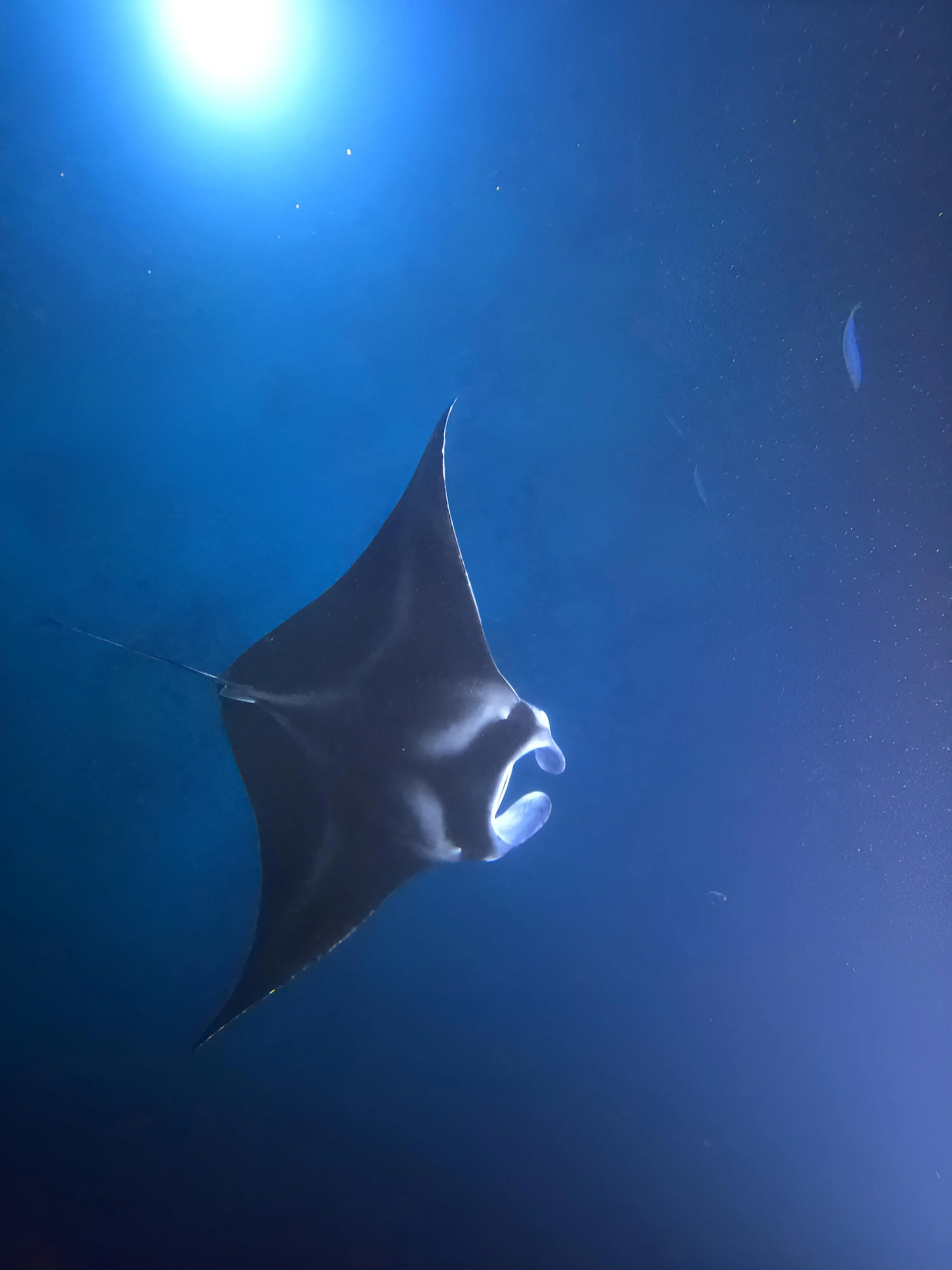 Big Island Hawaii - Manta Ray
