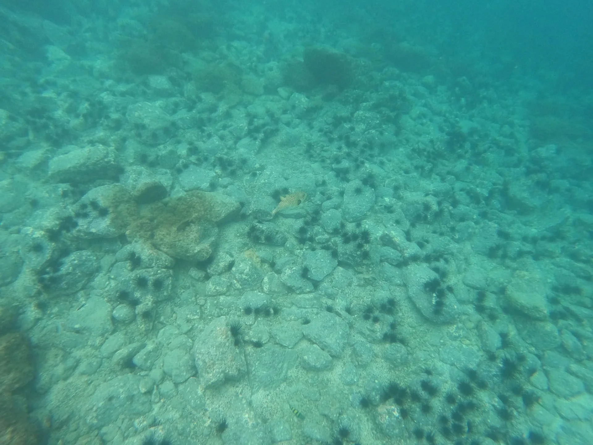 Snorkeling in Golfo Papagayo