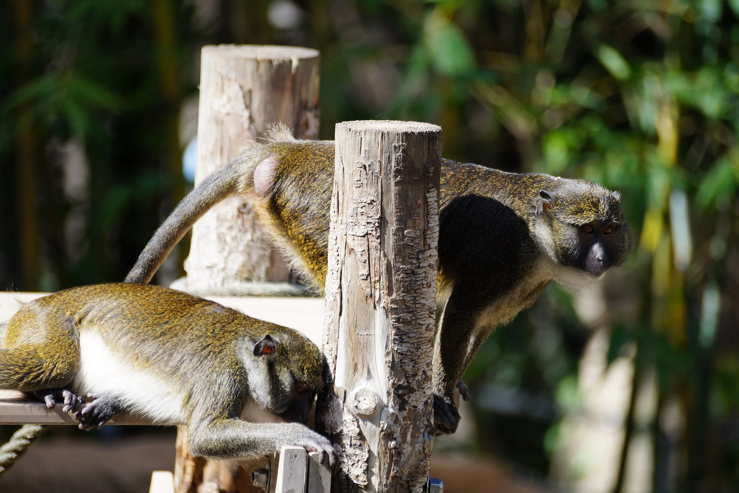 San Diego Zoo: Allen’s Swamp Monkey