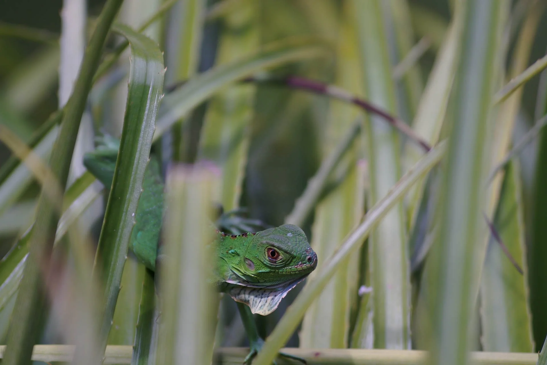Mawamba Lodge - Baby Iguana
