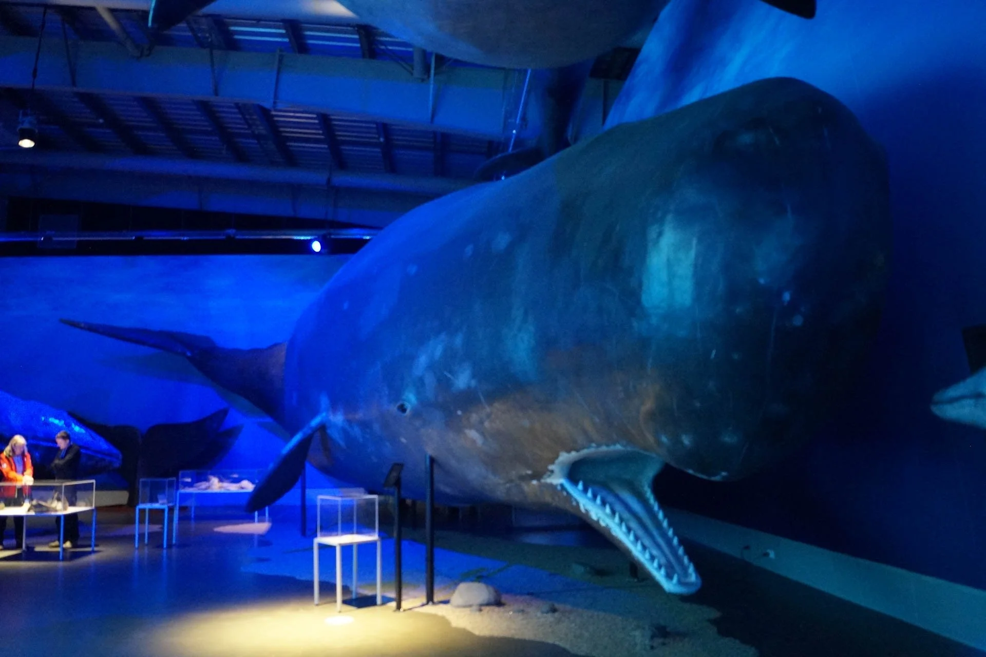 Whales of Iceland Exhibit - Sperm Whale