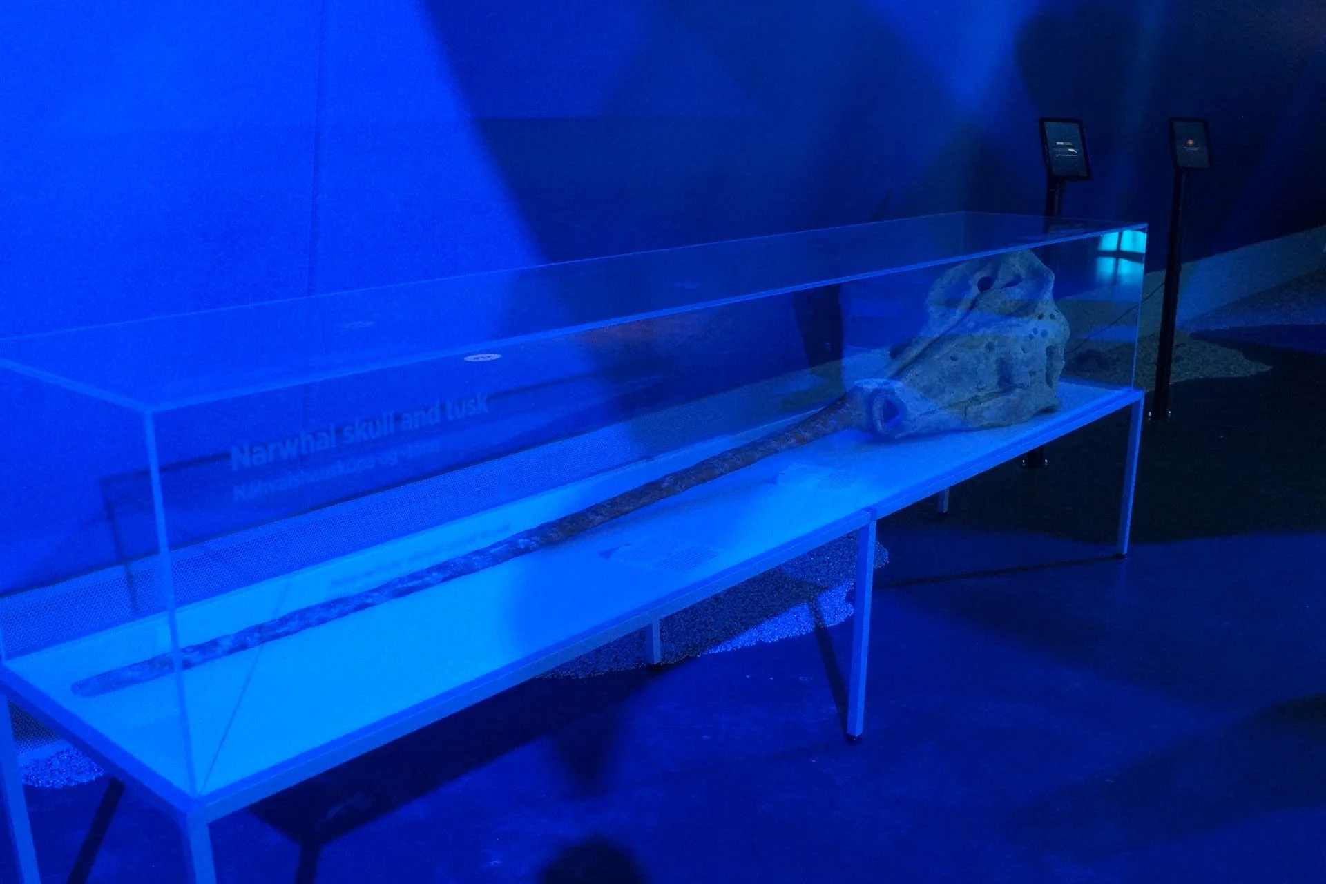 Whales of Iceland Exhibit - Narwhal Skull