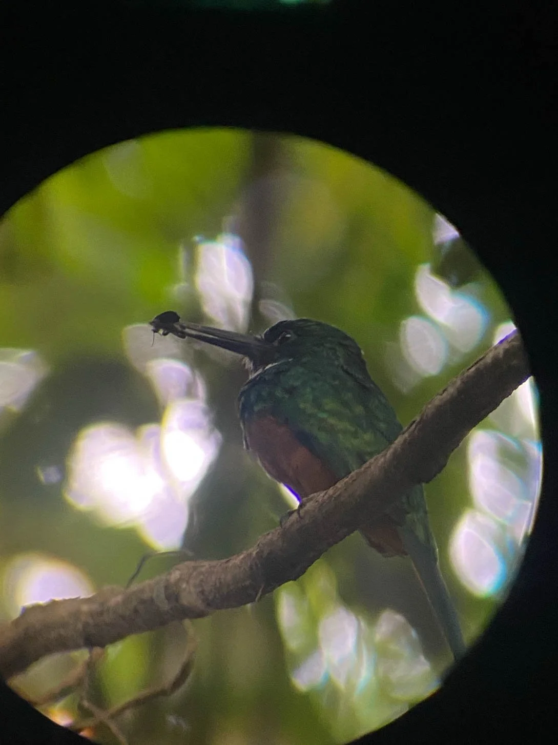 Sloth Watching Tour - Rufous-Tailed Jacamar