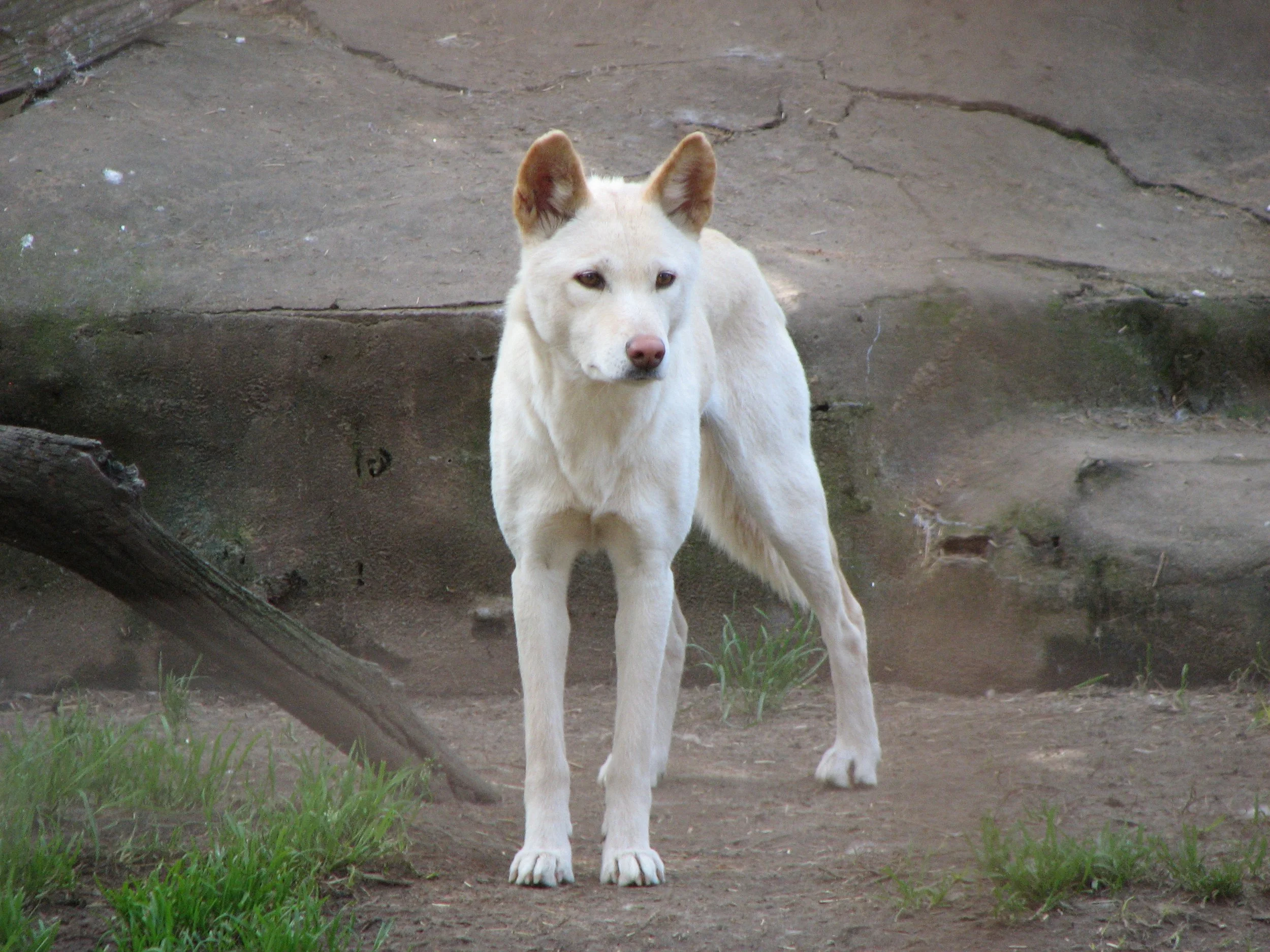 Featherdale Sydney Wildlife Park - Dingo