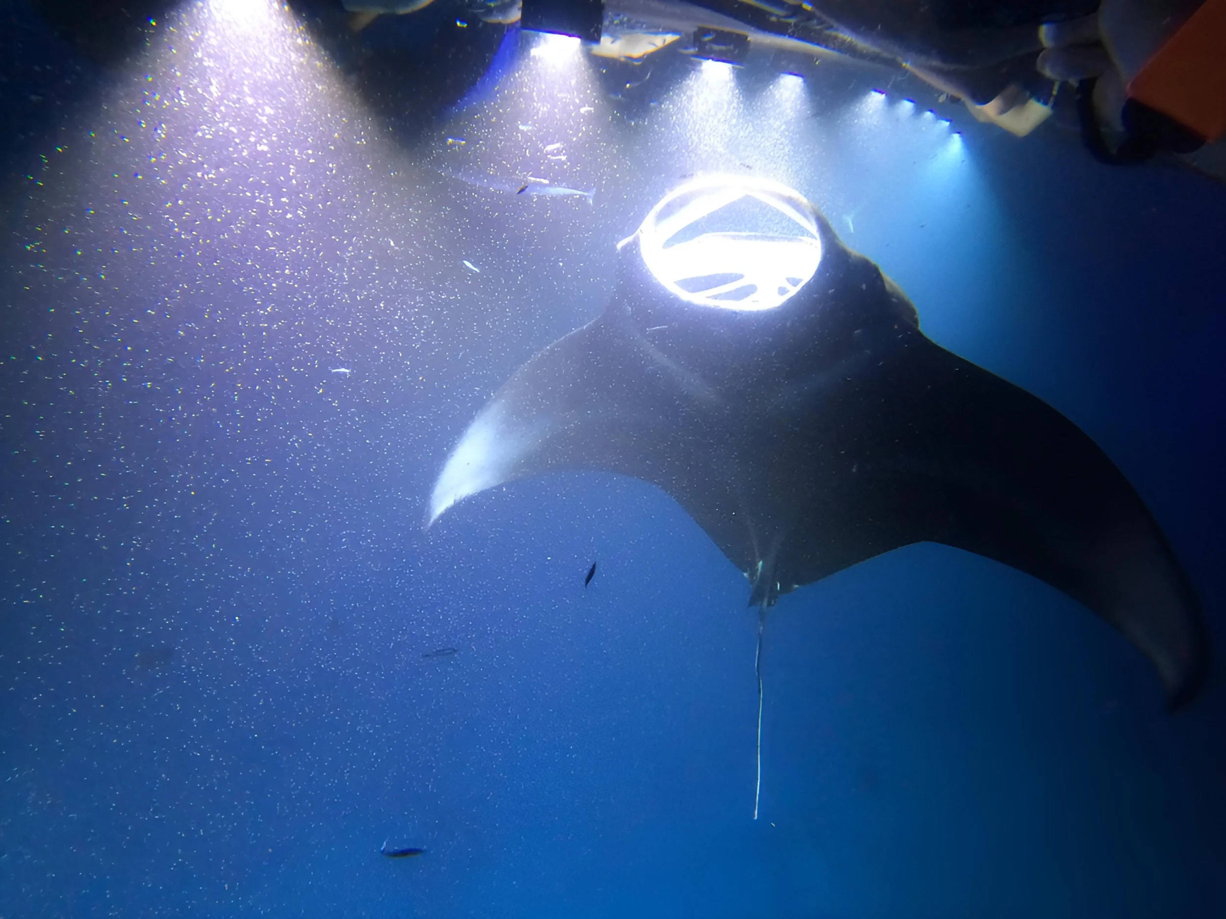 Big Island Hawaii - The Manta Rays are huge - about 10 feet in diameter but they are gentle and just left us alone. Occasionally one would come very close and rub against me as it was feeding.