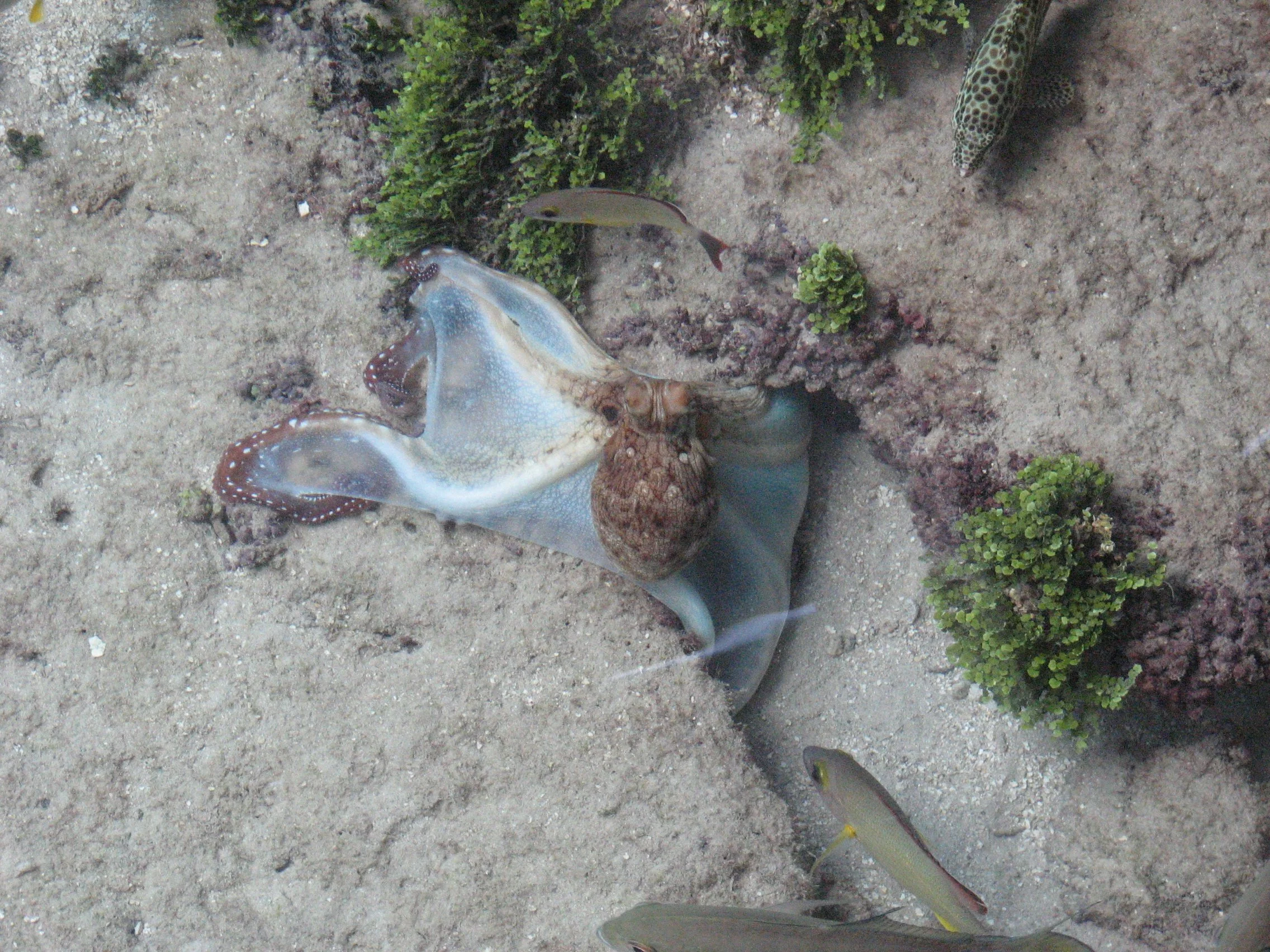 An octopus seen from our room. On Huahine, we stayed in a bungalow that was over the reef. We saw any different fish but the Octopus was the coolest.