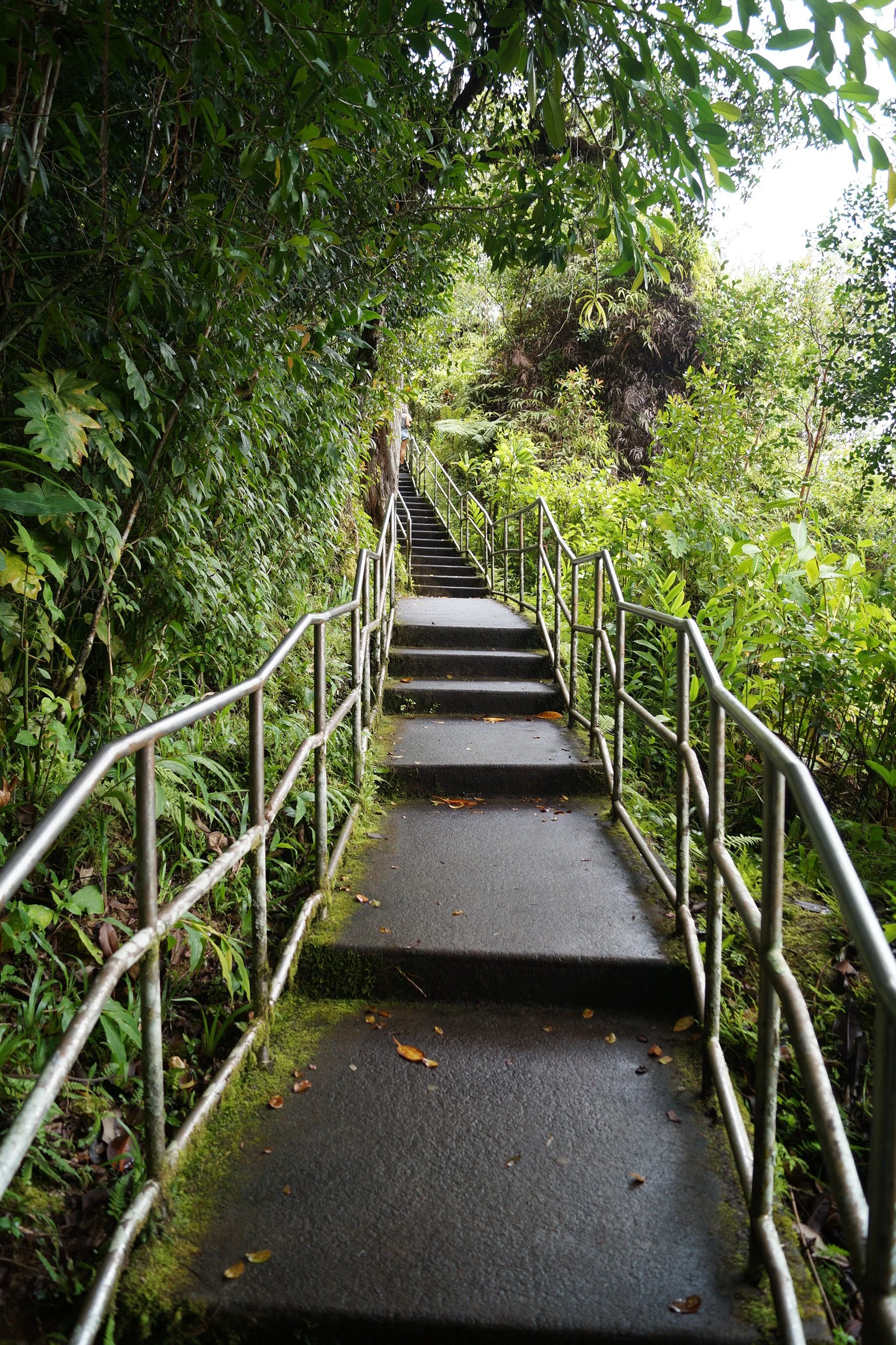 Scenic Drive - Akaka Falls Trail