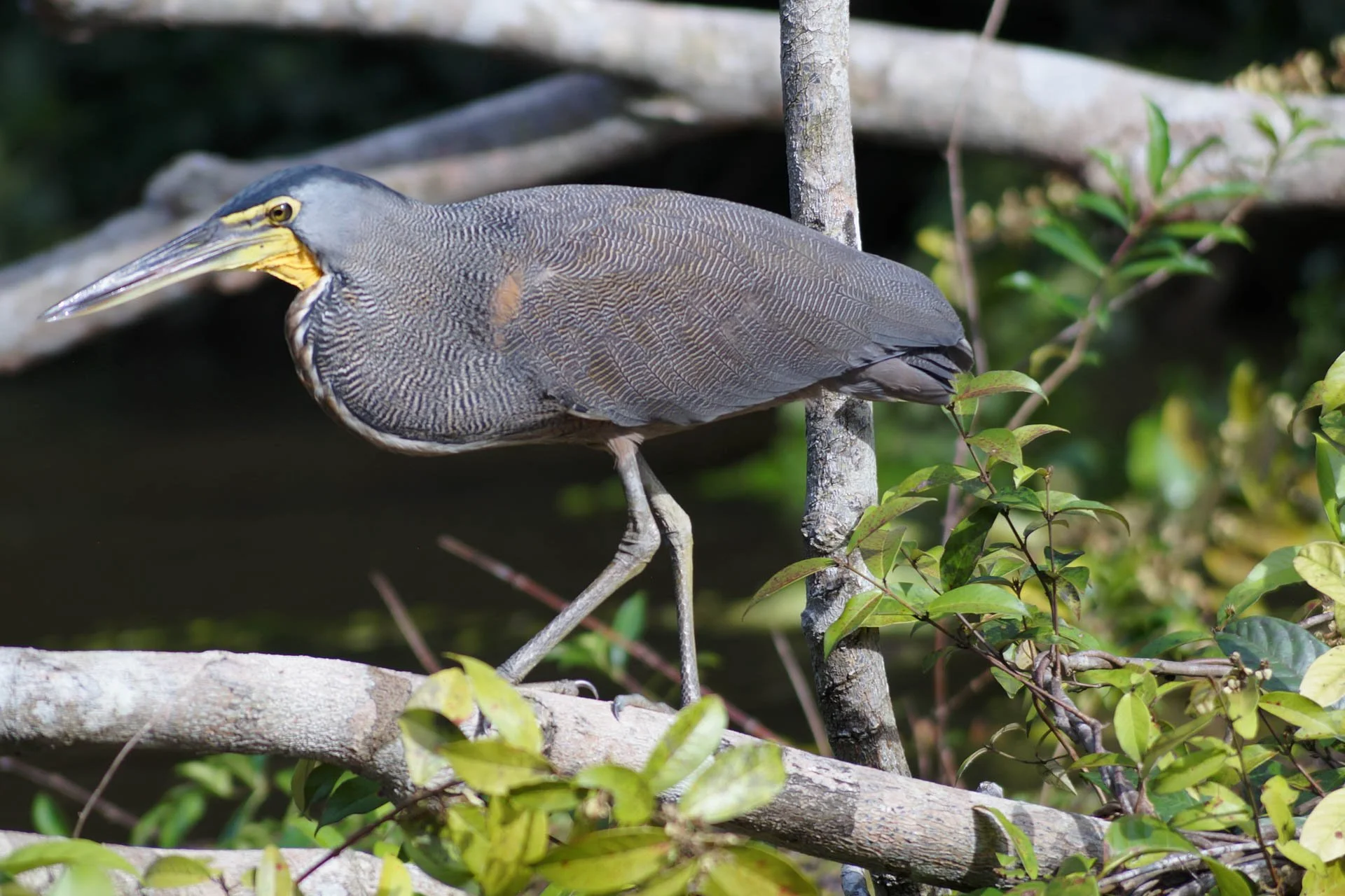 Mawamba Lodge - Tiger Heron at Tortuguero National Park