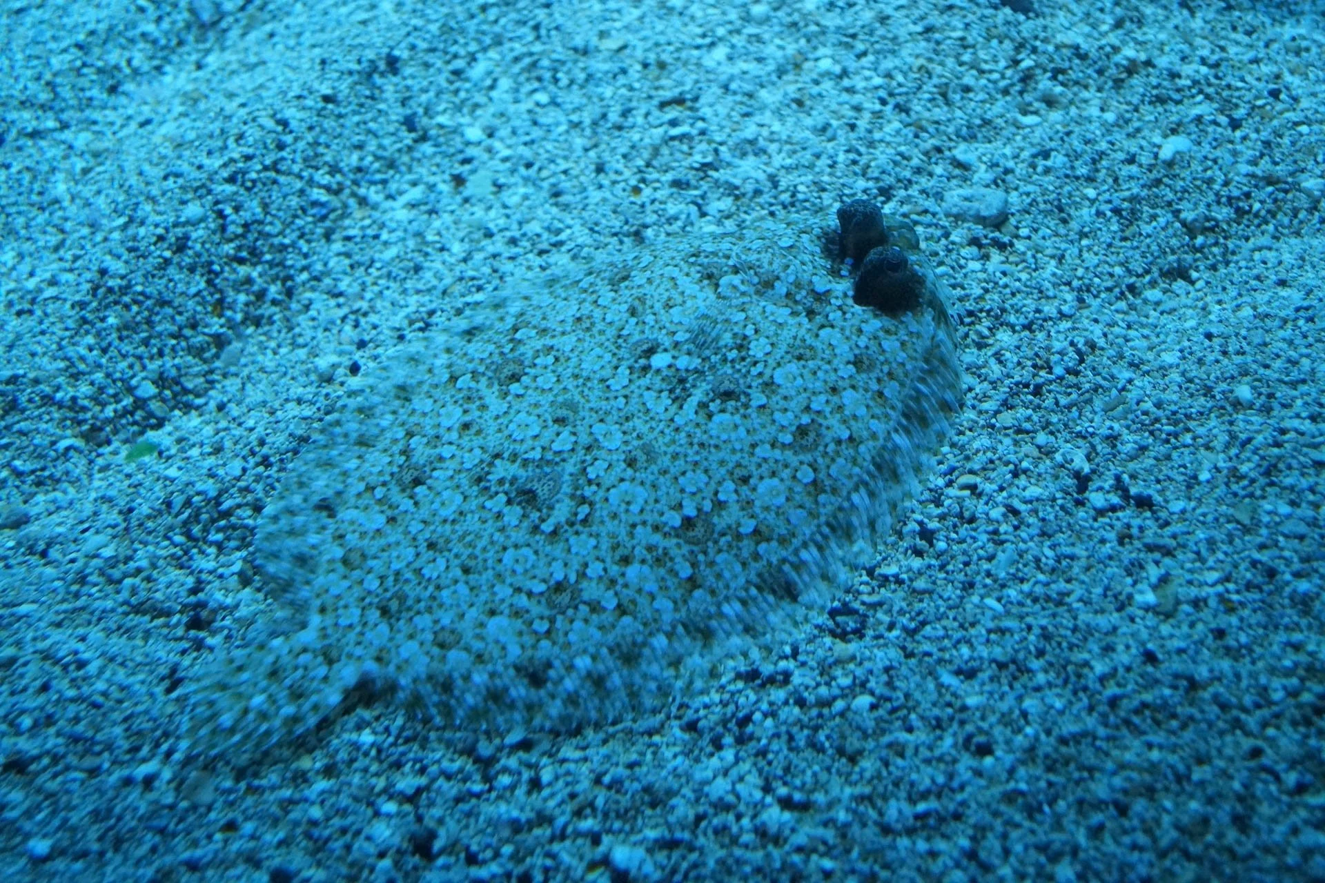 Maui - Maui Ocean Center