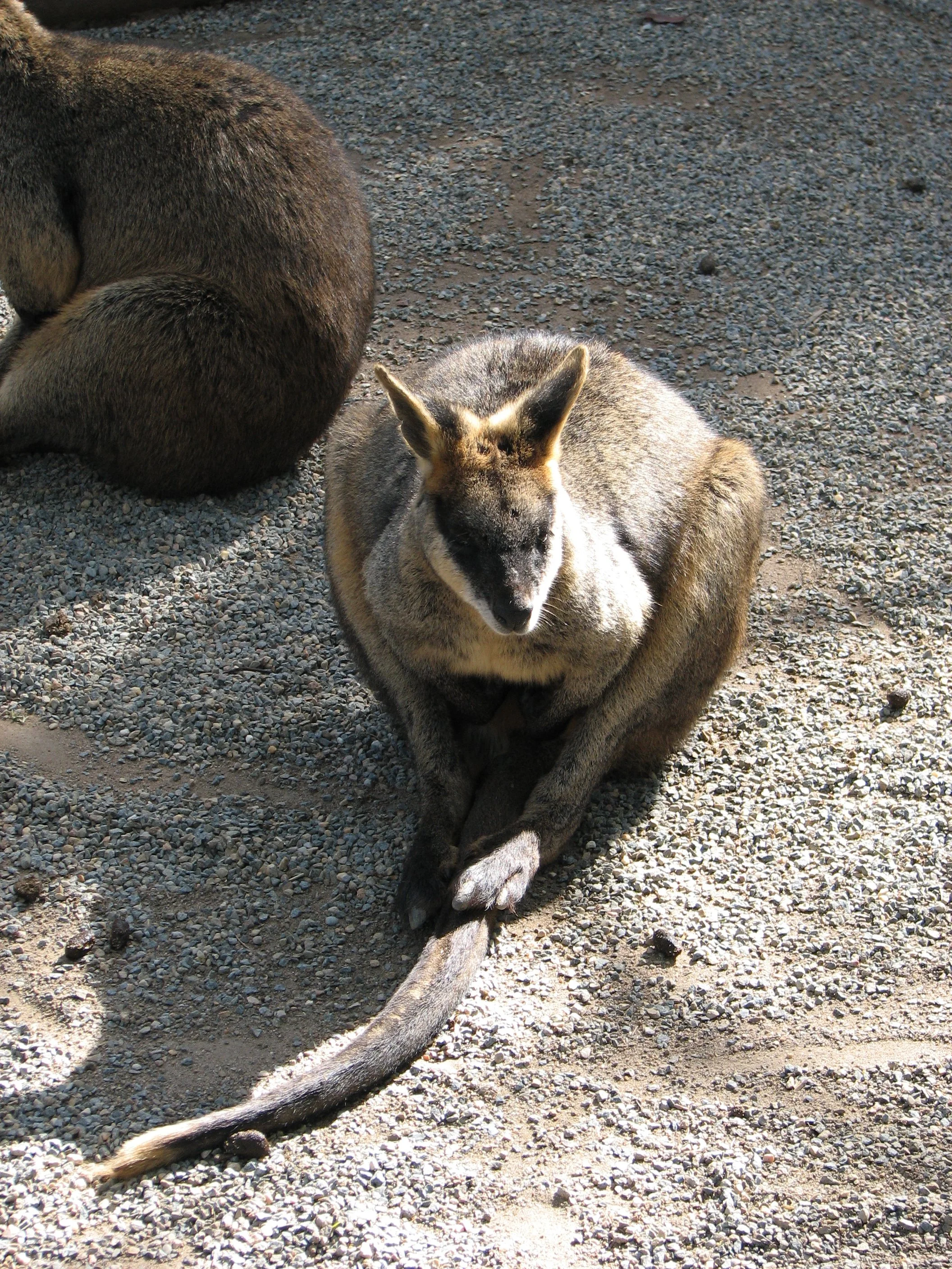 Featherdale Sydney Wildlife Park - Wallaby