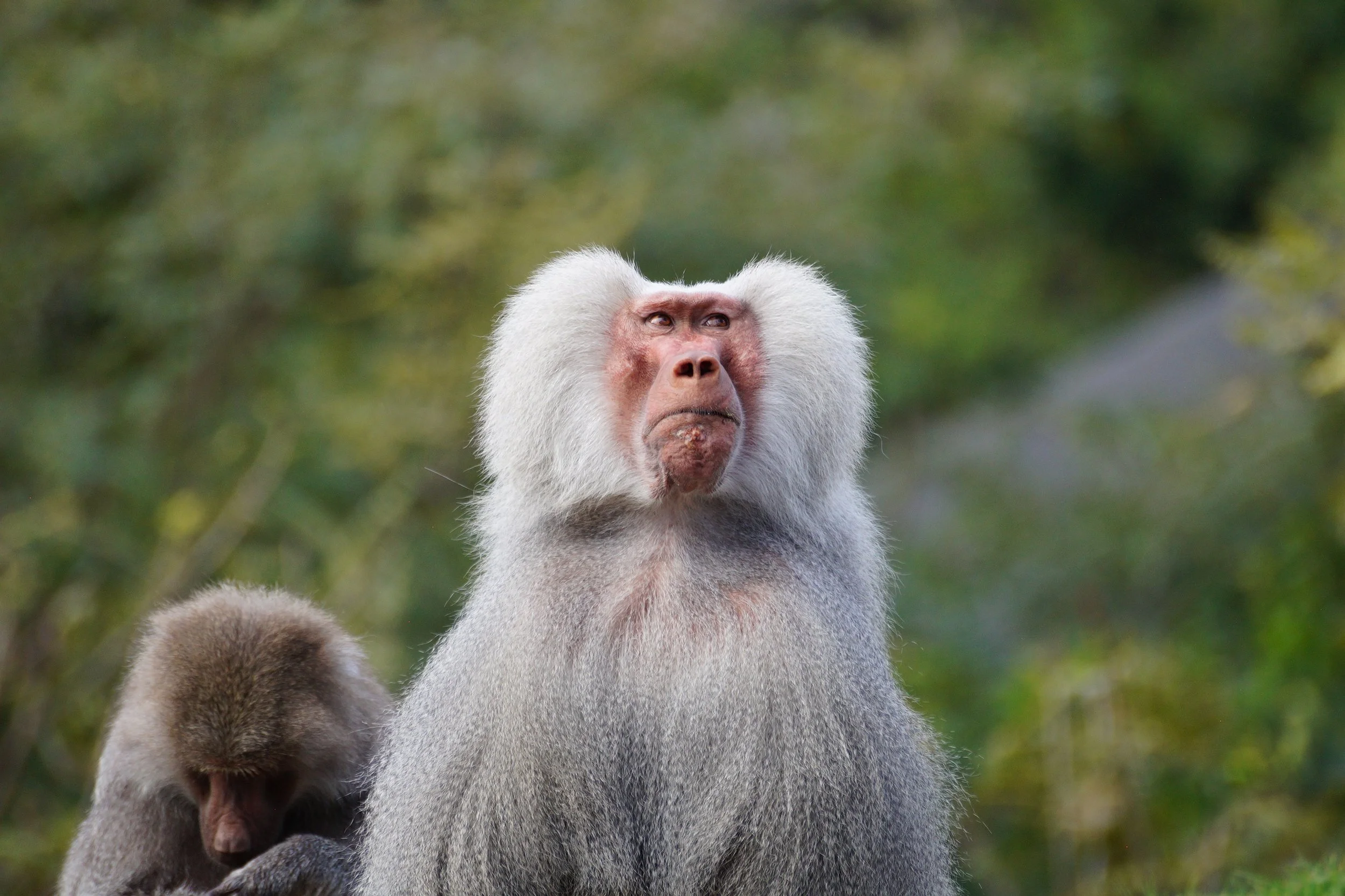 San Diego Zoo: Hamadryas Baboons