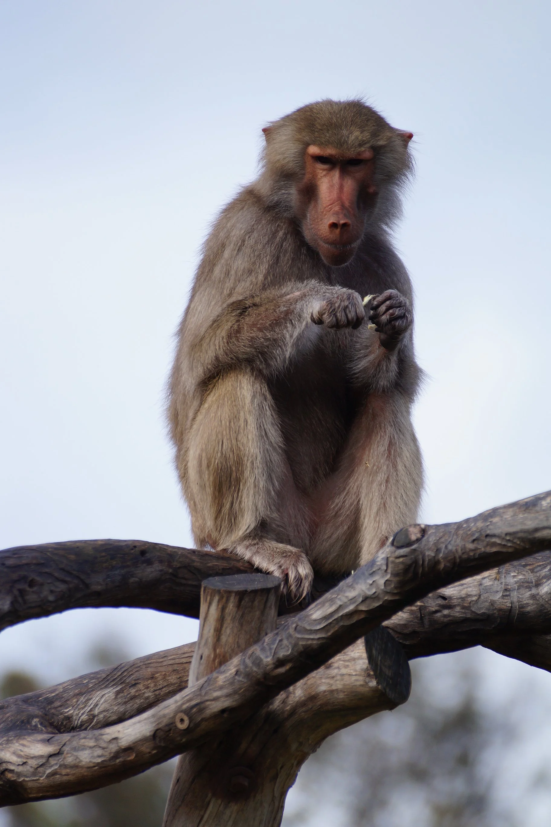 San Diego Zoo: Hamadryas Baboon