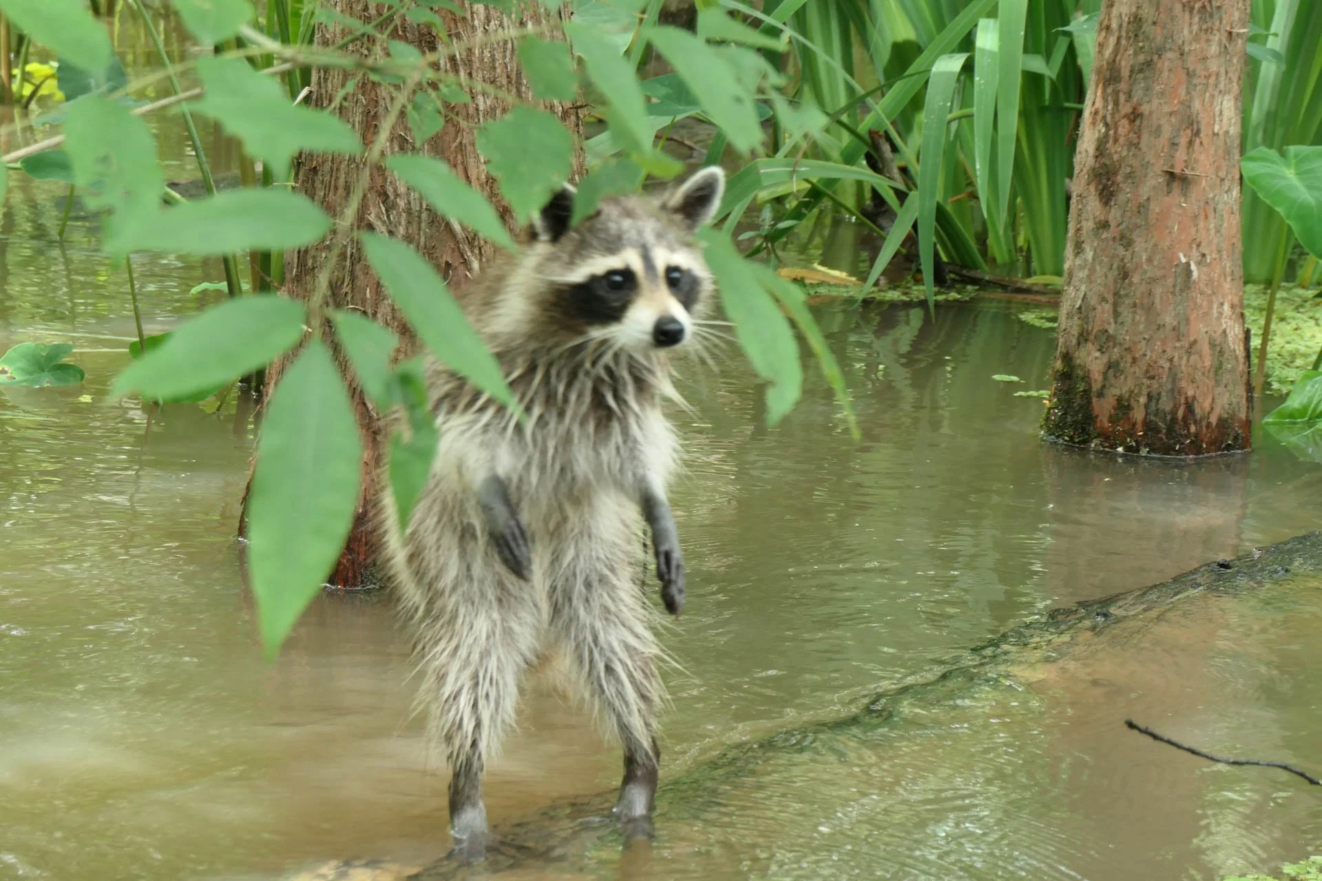 Cajun Experiences Swam Tour -Raccoon