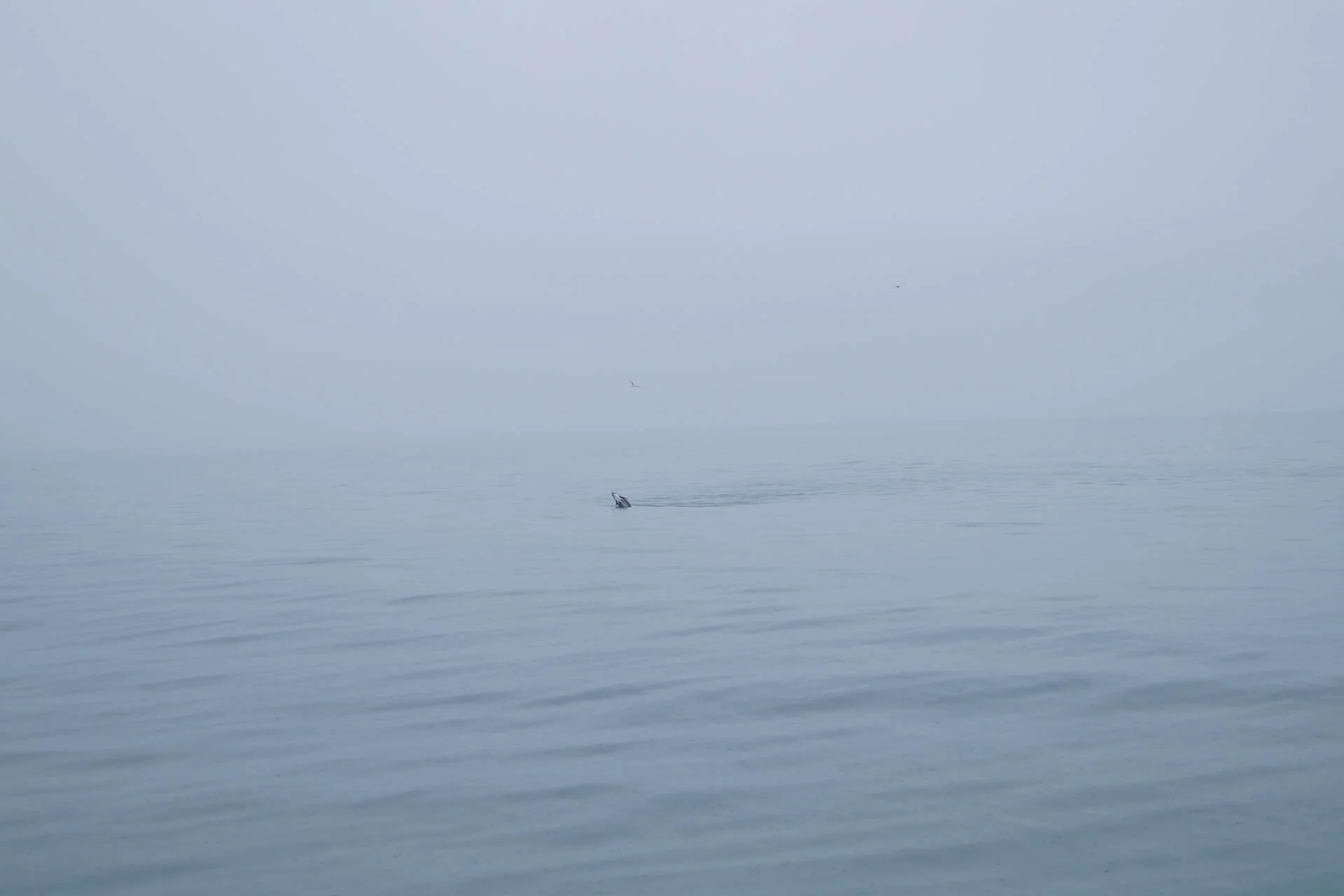 White-Beaked Dolphin