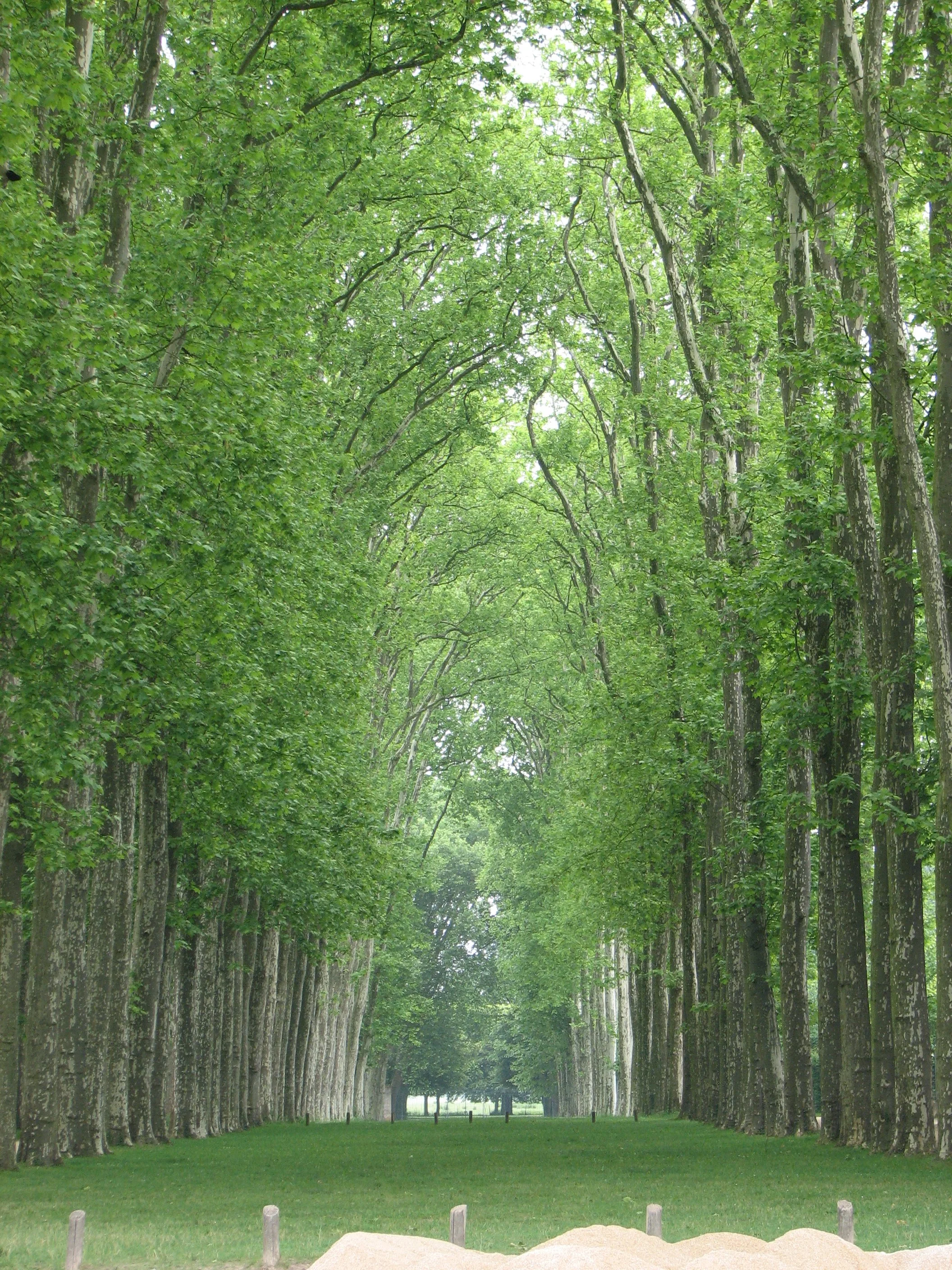 The Palace of Versailles