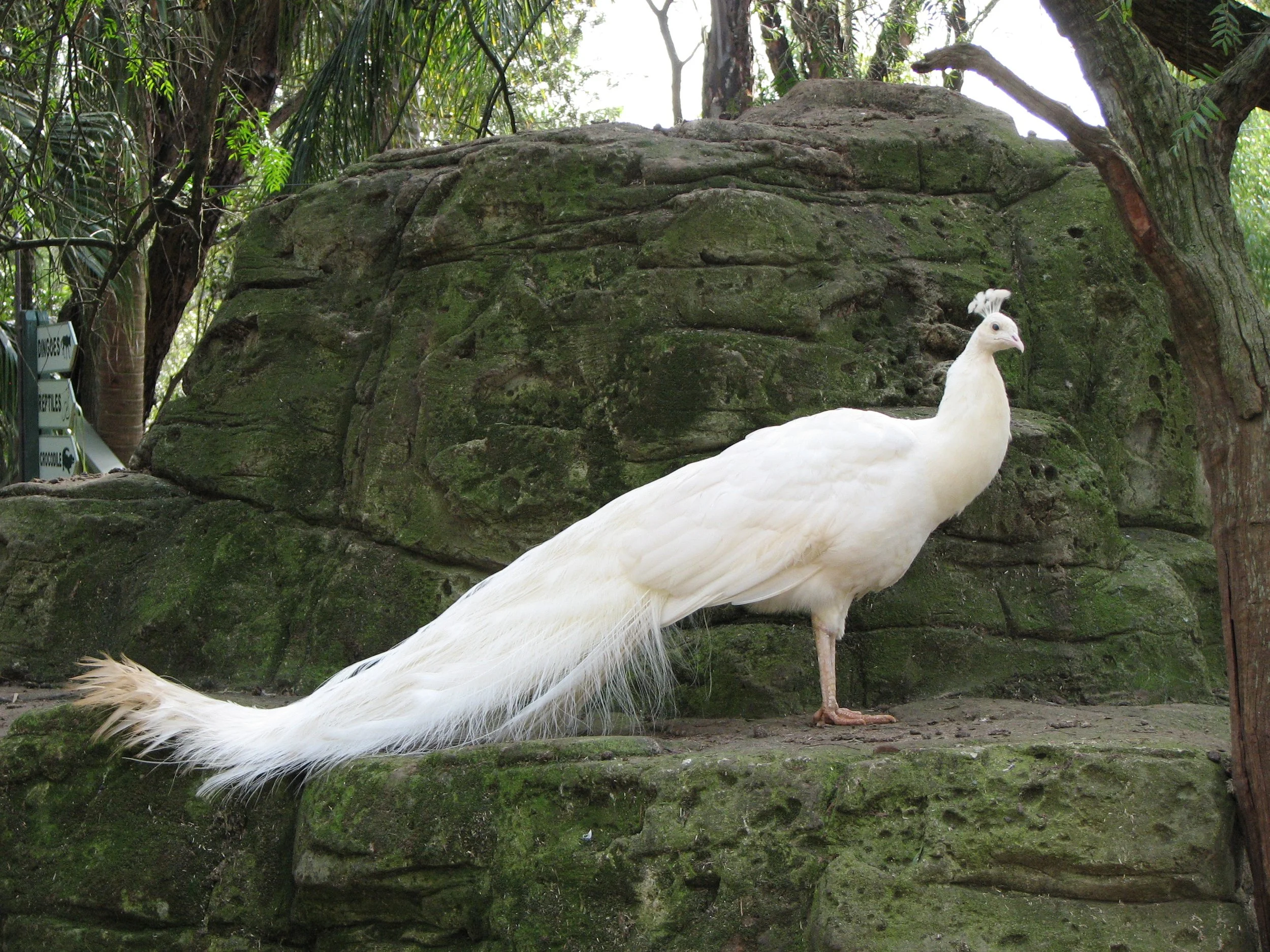 Featherdale Sydney Wildlife Park - White Peacock