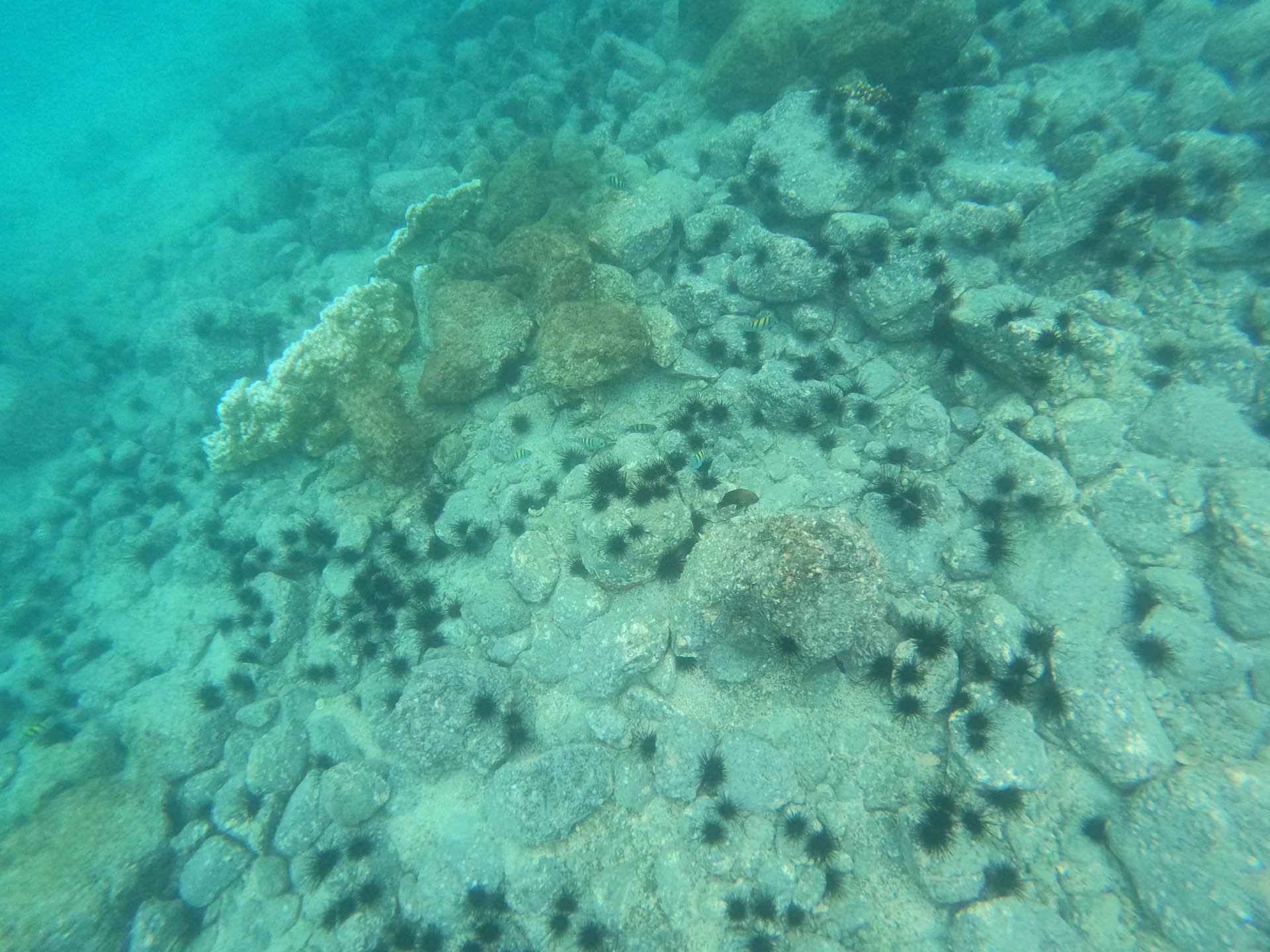 Snorkeling in Golfo Papagayo
