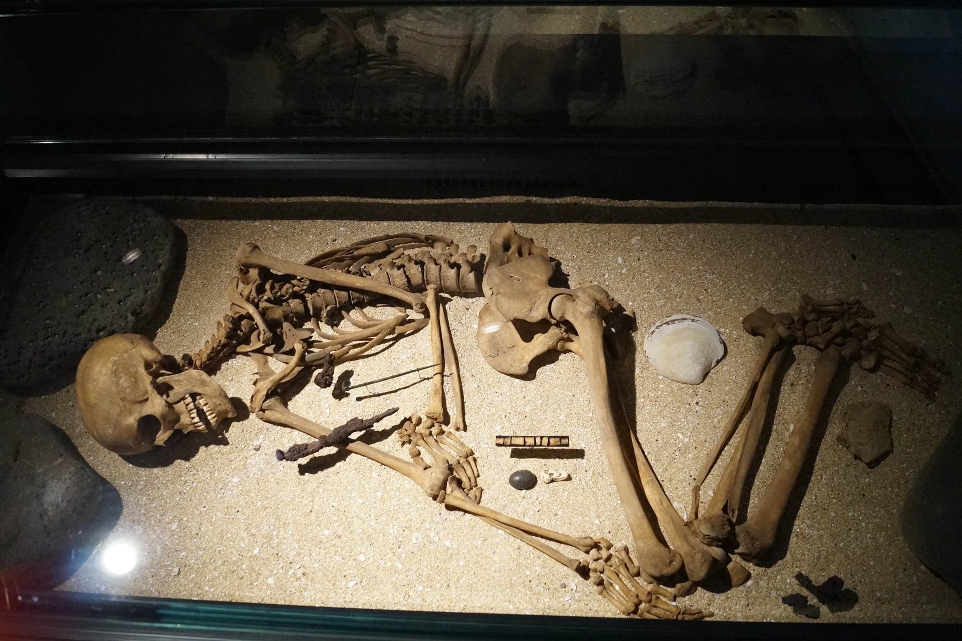 National History Museum - Icelander skeleton