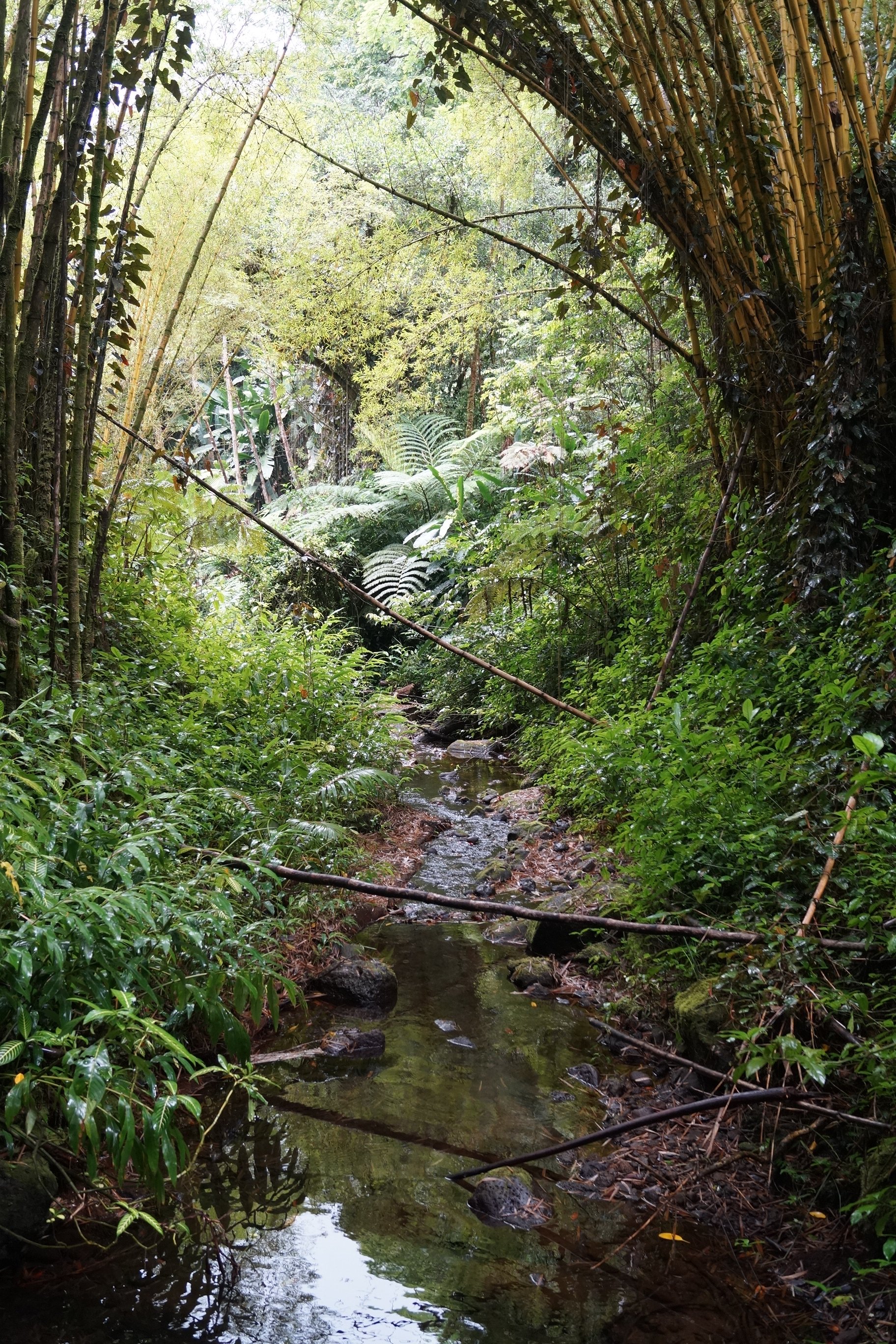 Scenic Drive - Akaka Falls Trail