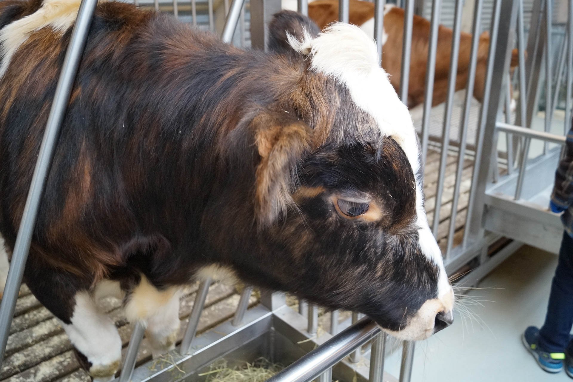 Iceland Zoo -Cows