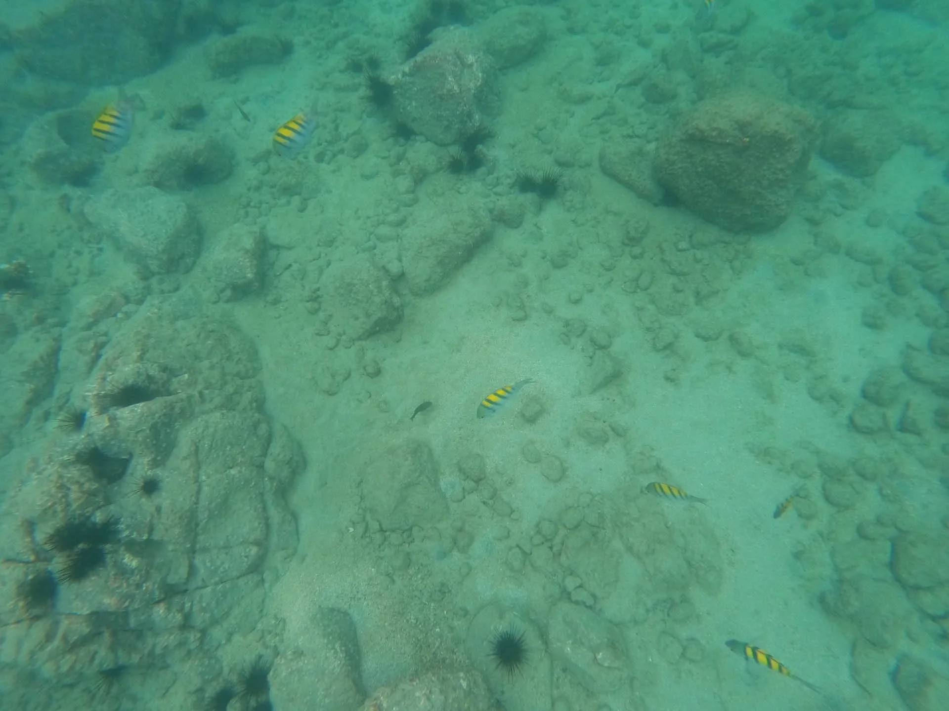 Snorkeling in Golfo Papagayo - Sea Urchins and fish