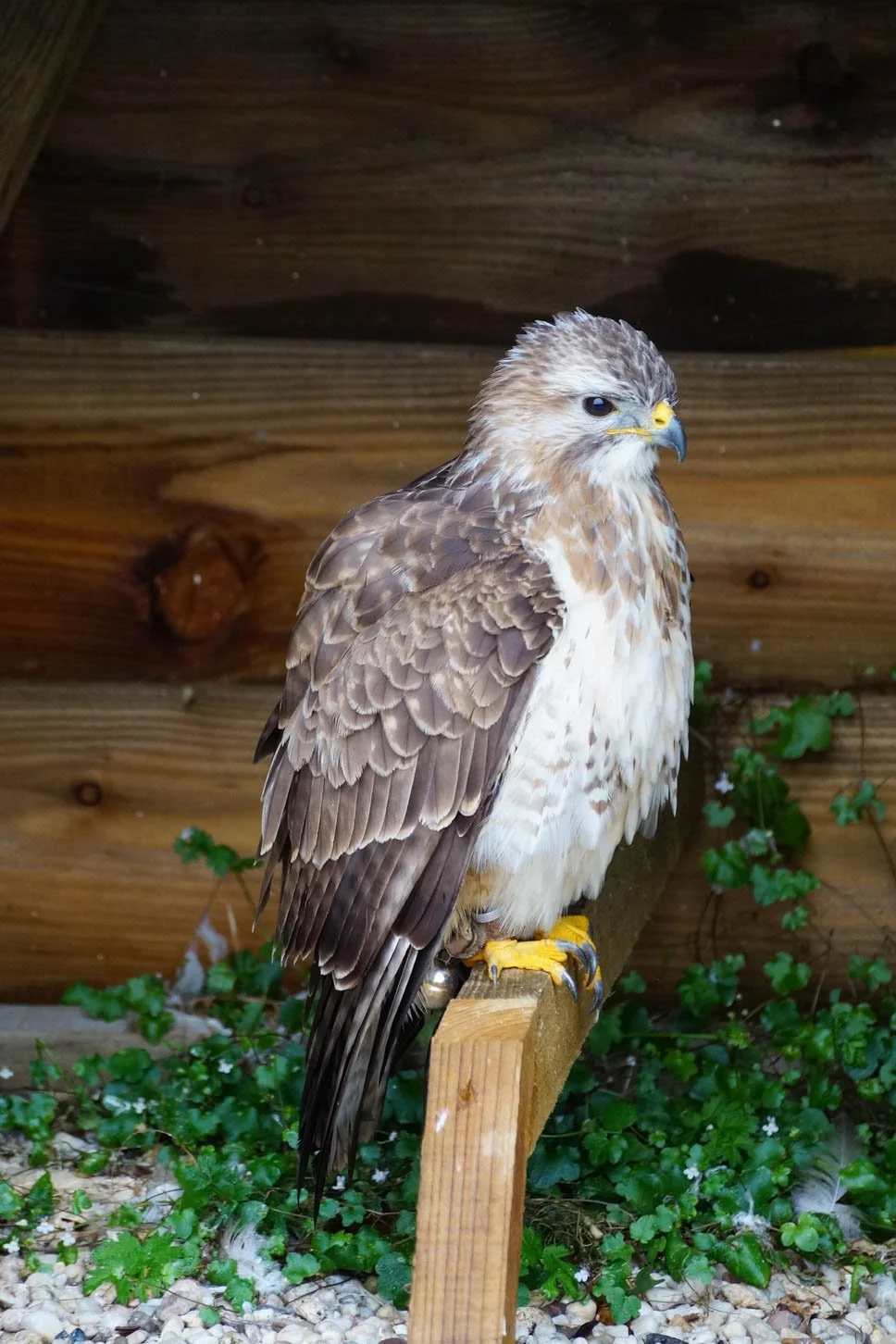 Chateau-Fort de Bouillon, Common Buzzard