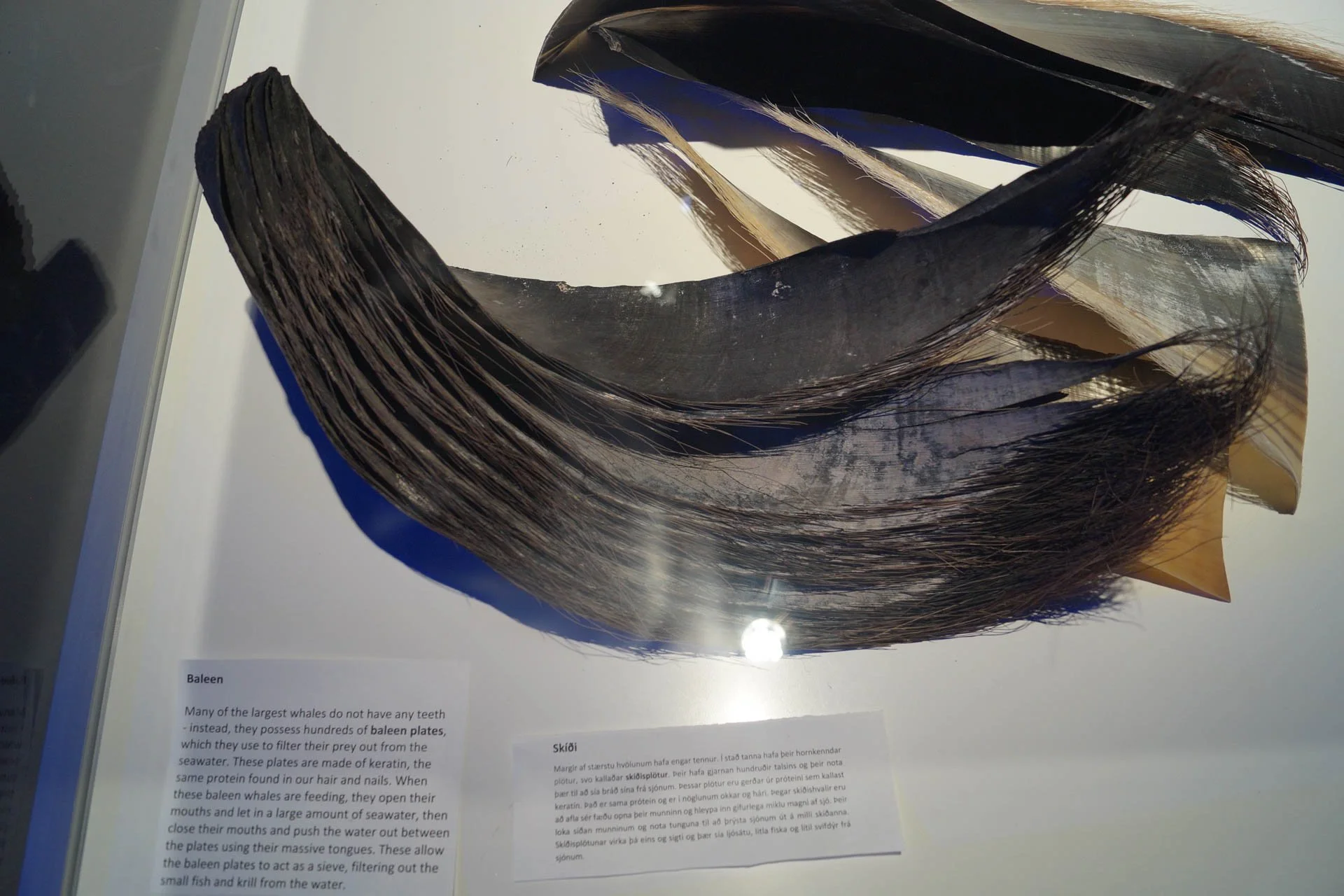 Whales of Iceland Exhibit - Baleen
