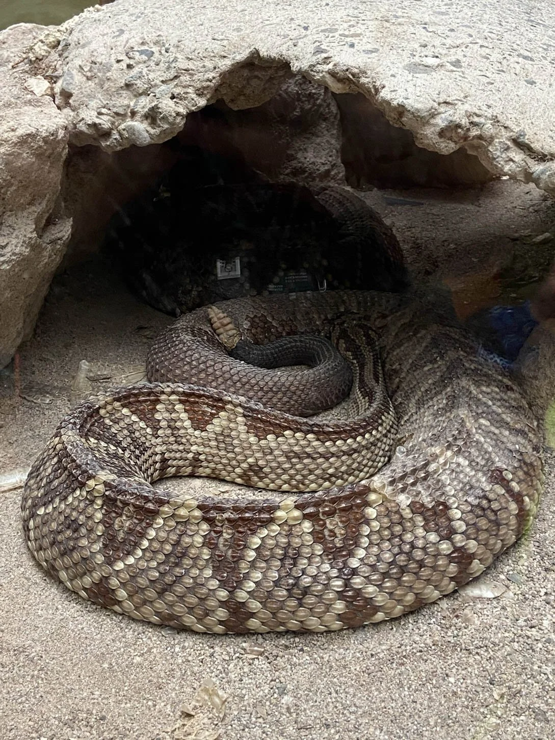 Cascabel Neotropical Rattlesnake at the Reptile Exhibit at Selvatura Park