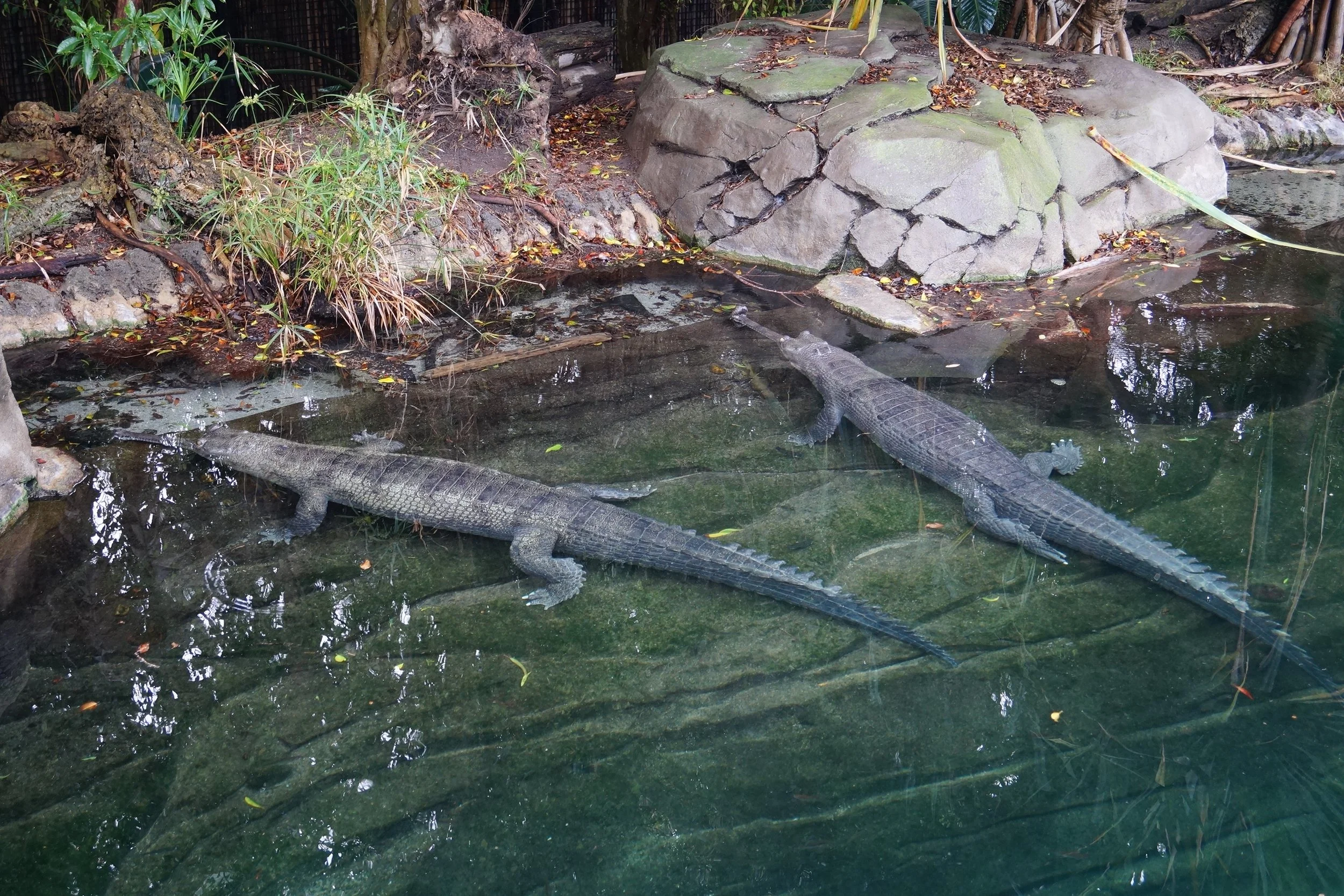 San Diego Zoo: Gharial