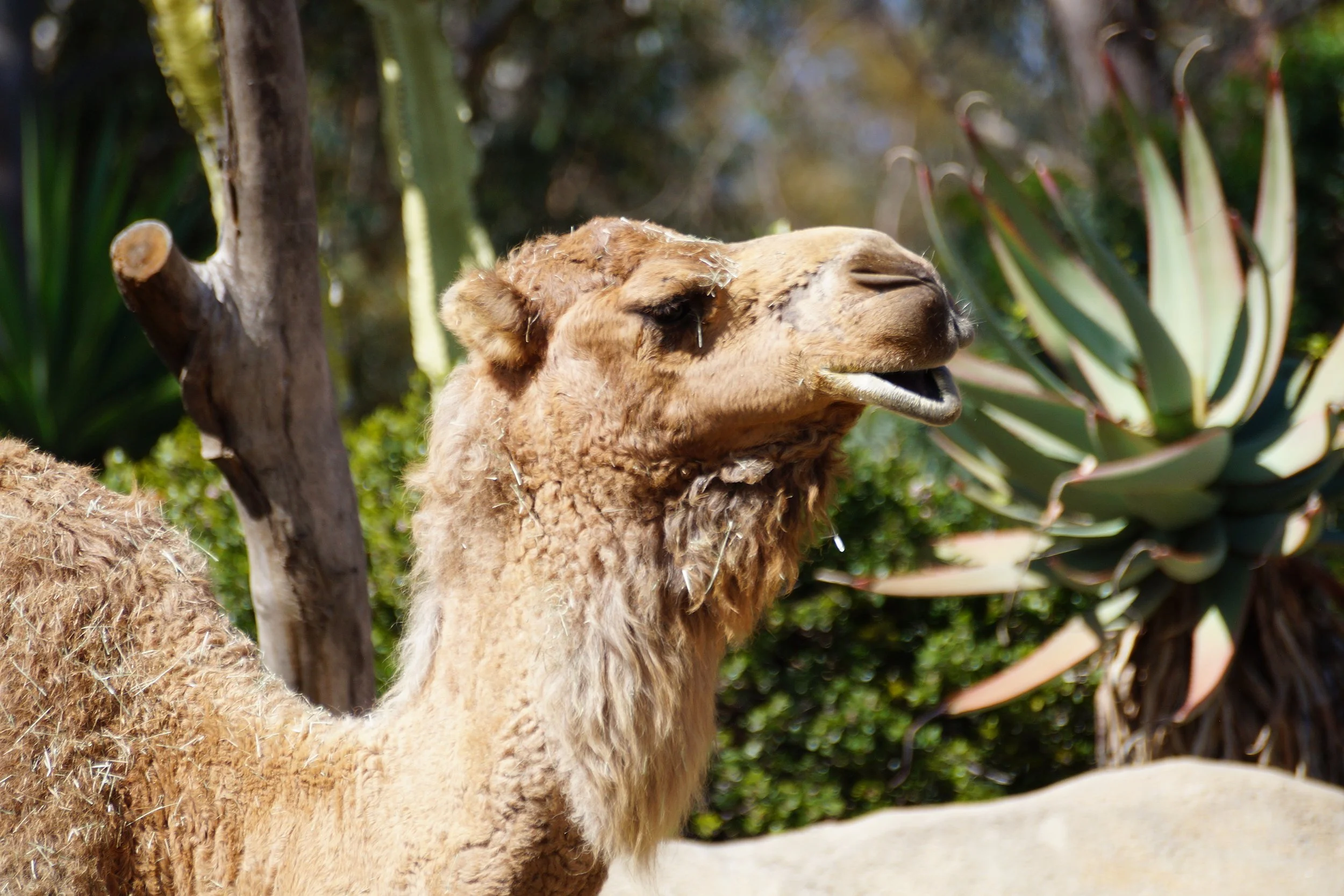 San Diego Zoo: Dromedary