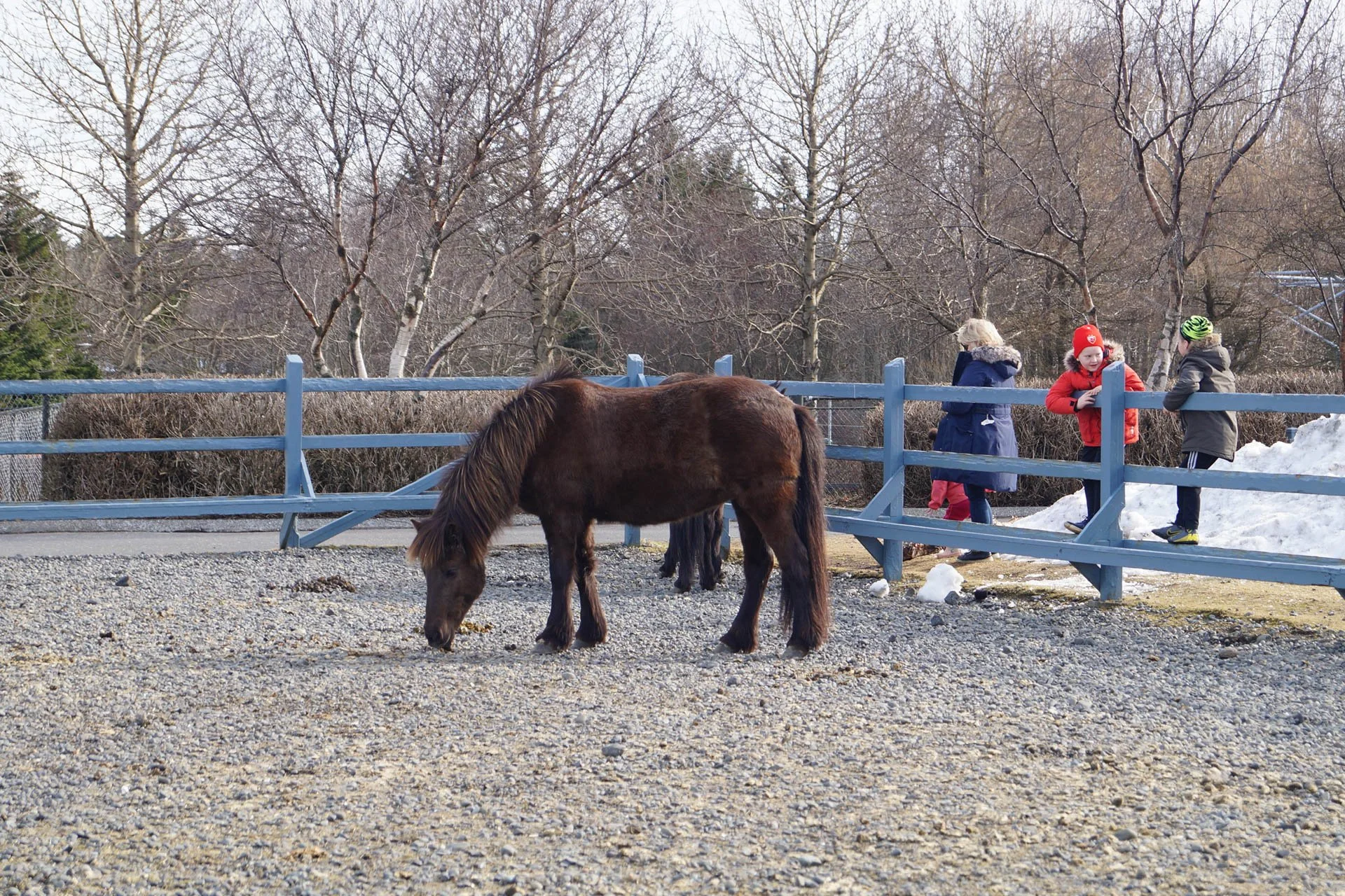 Iceland Zoo - Icelandic Horses