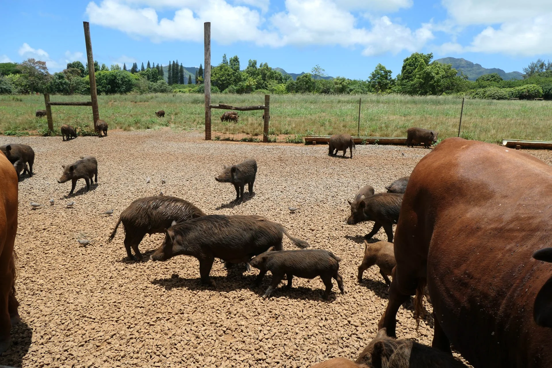 Kilohana Plantation - Kauai Plantation Railway