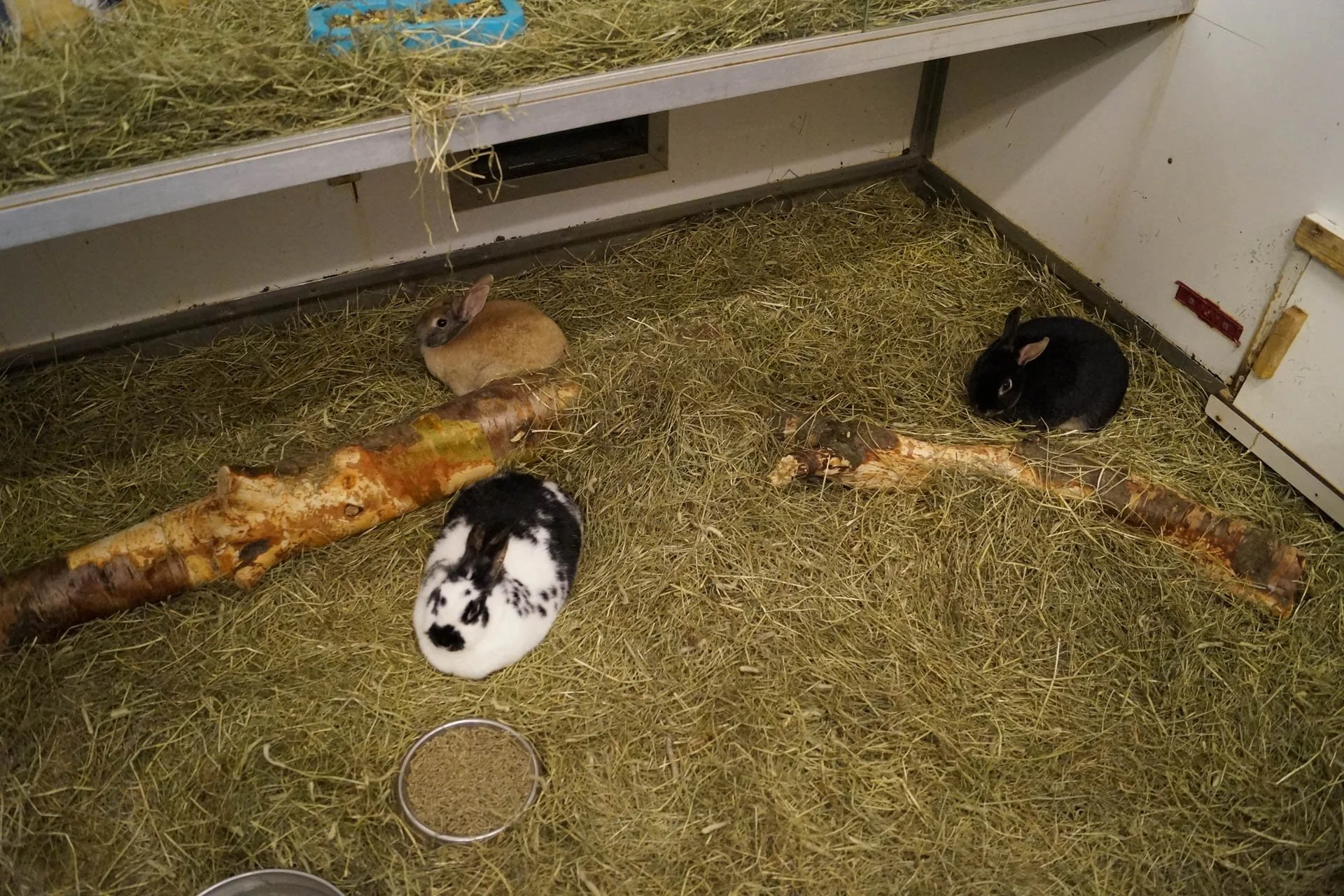Iceland Zoo - Rabbits
