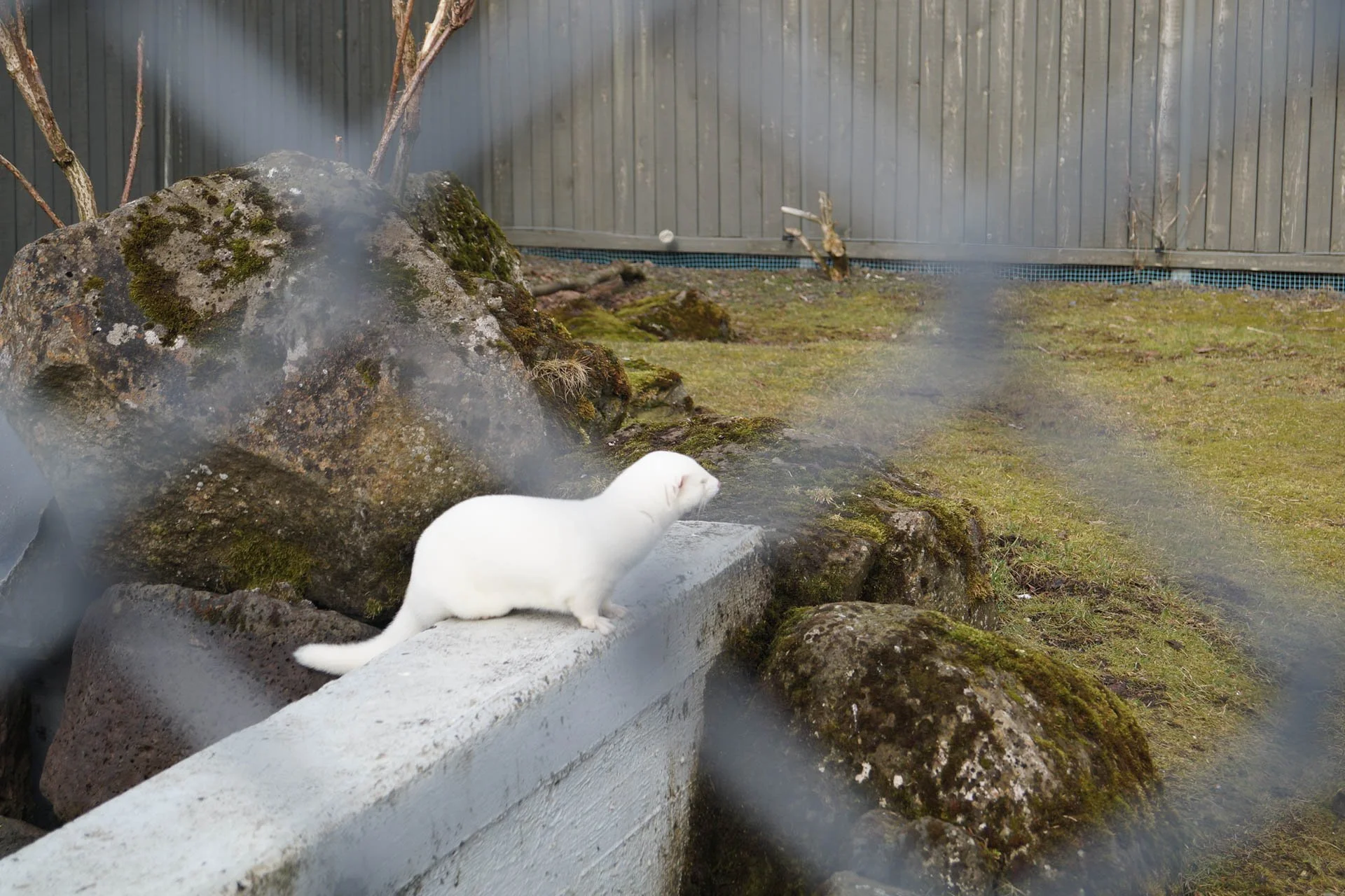 Iceland Zoo - Mink