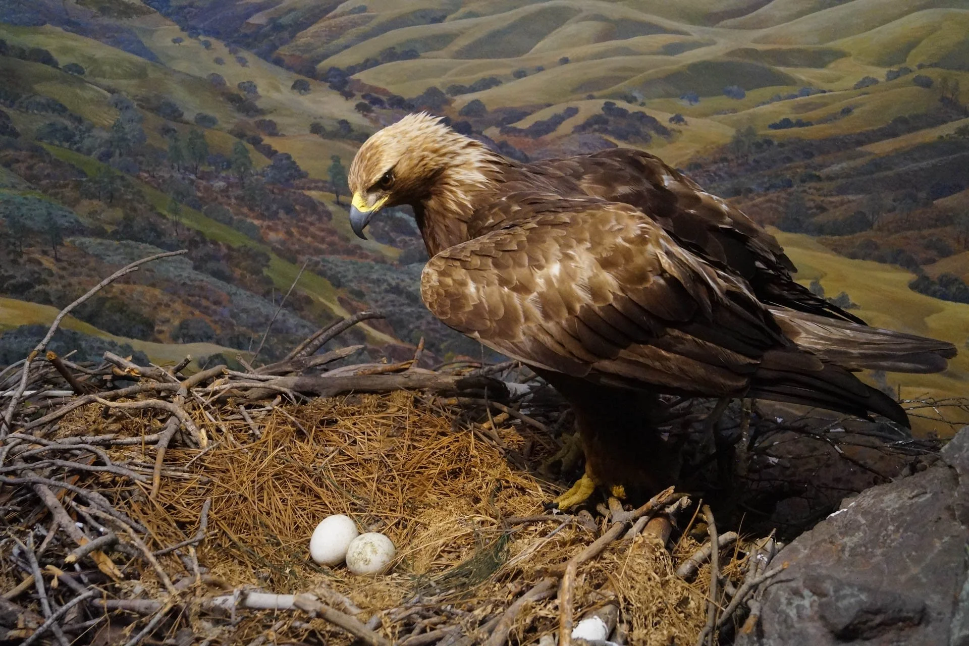 Museum of Natural History: Golden Eagle
