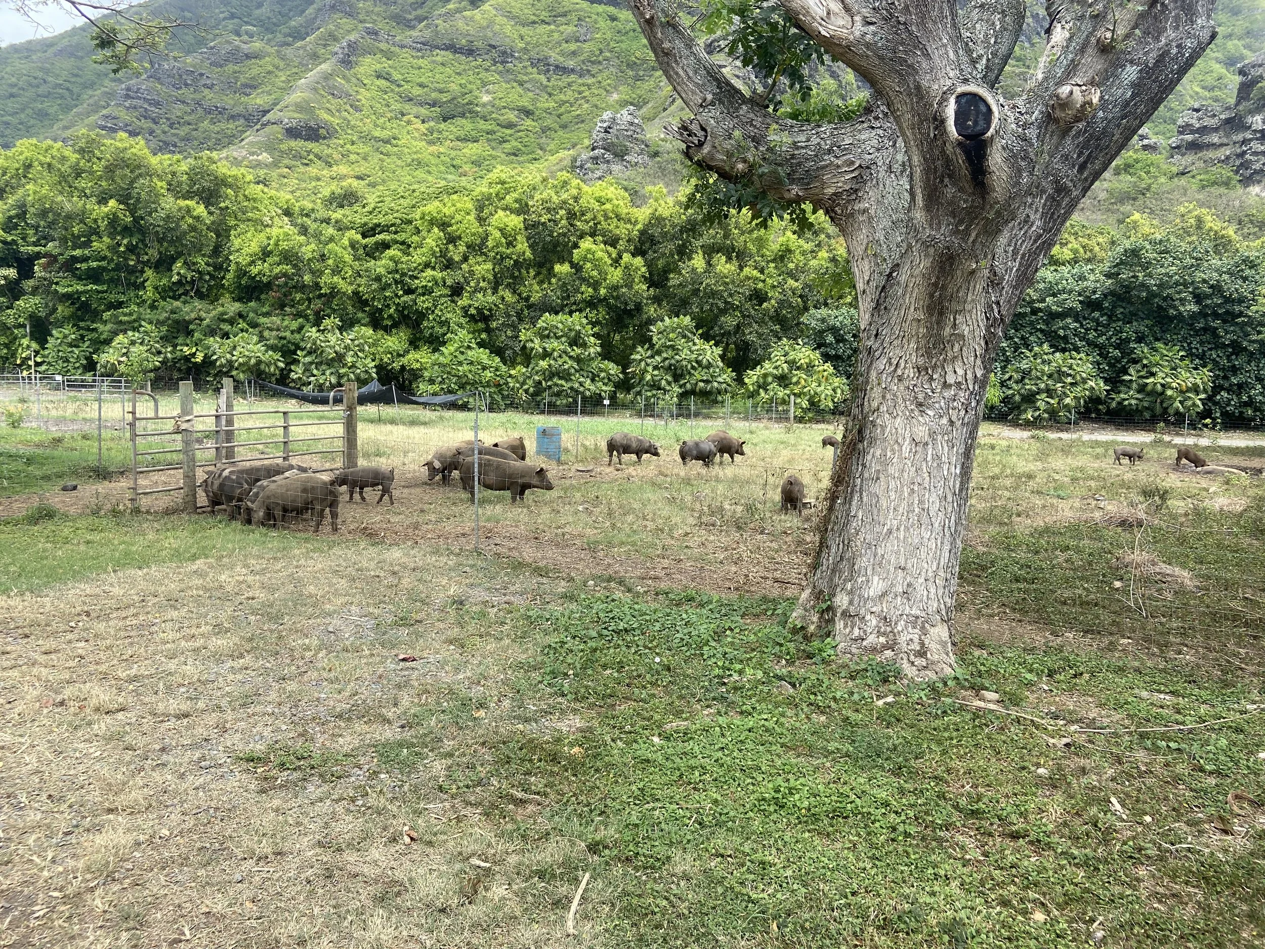 Kualoa Ranch
