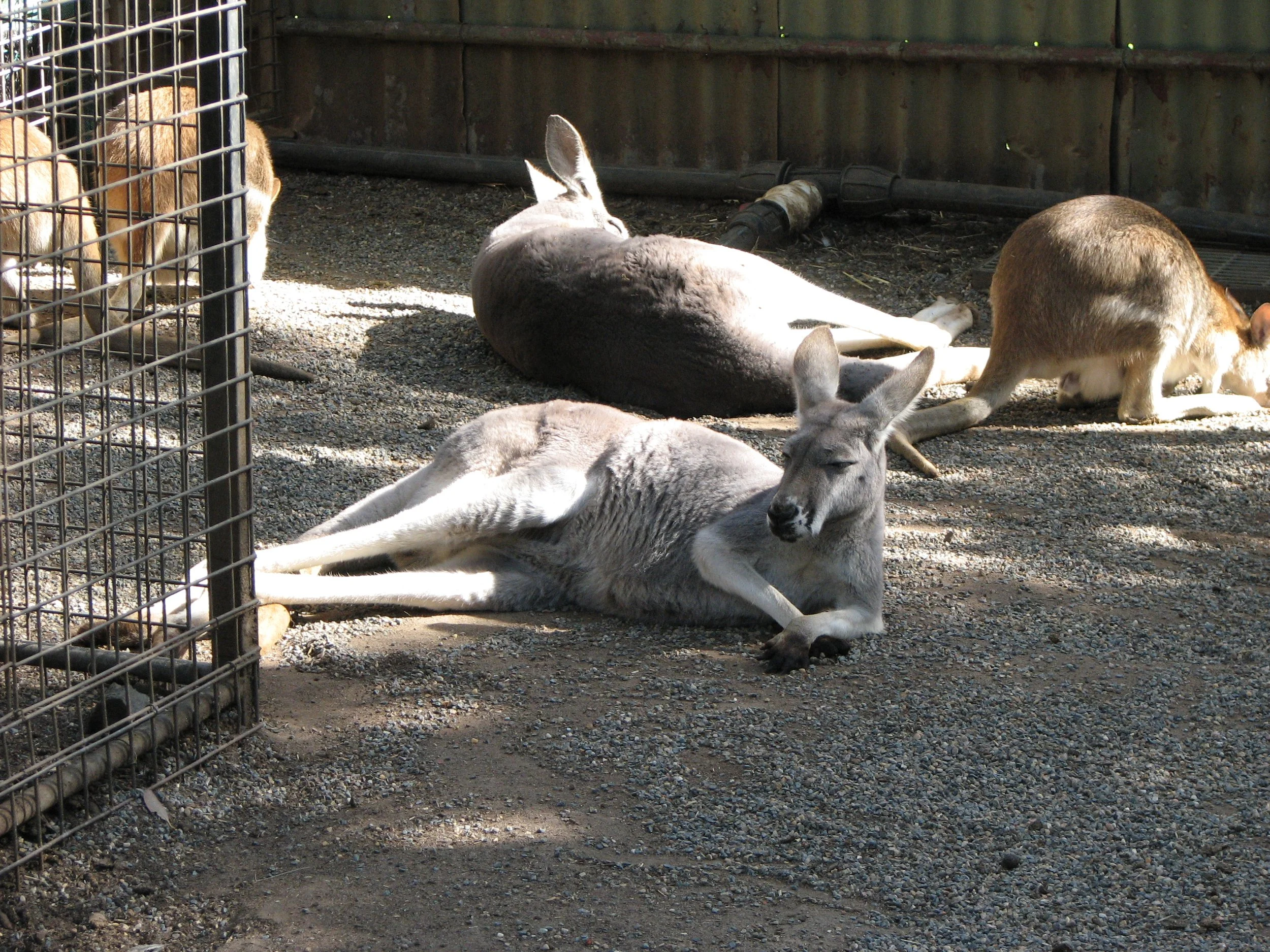 Featherdale Sydney Wildlife Park - Kangaroos