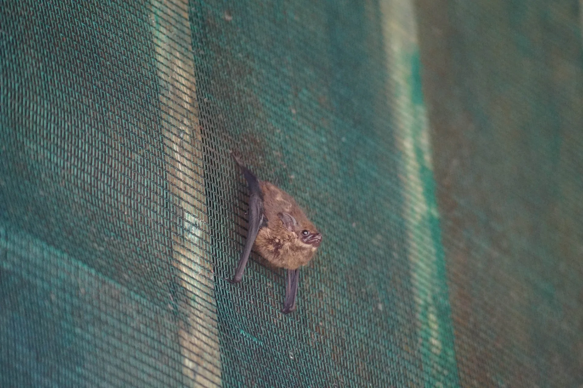 Mawamba Lodge - Greater White-Lined Bats 