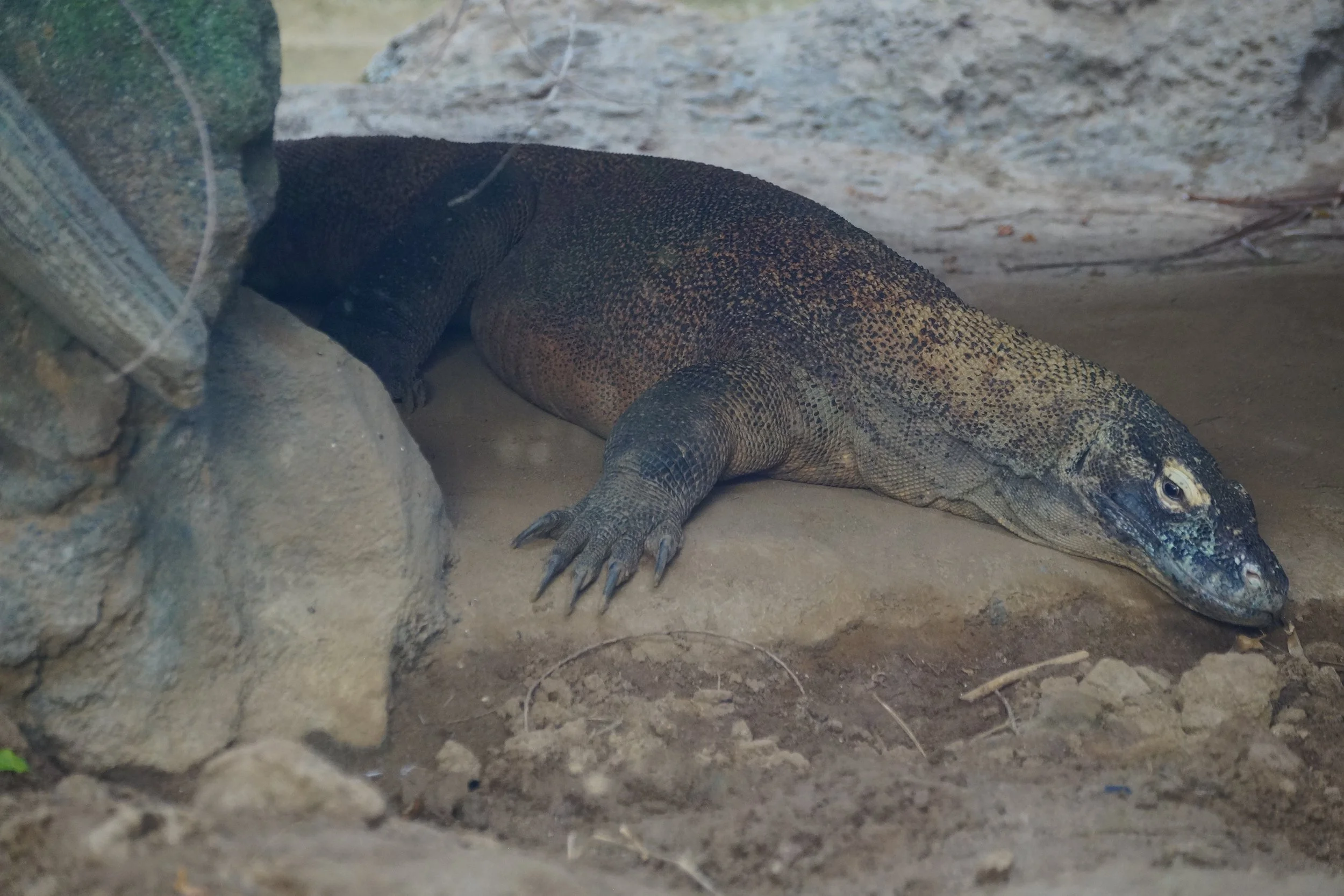 San Diego Zoo: Komodo Dragon