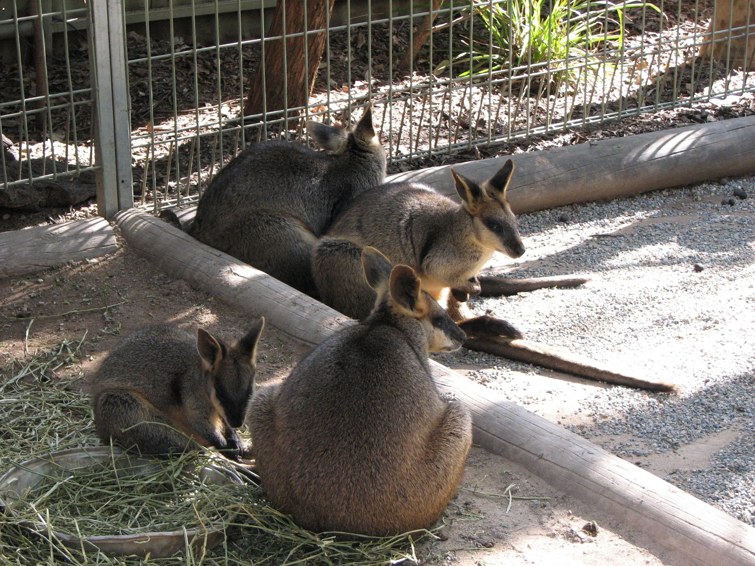 Featherdale Sydney Wildlife Park - Wallabies