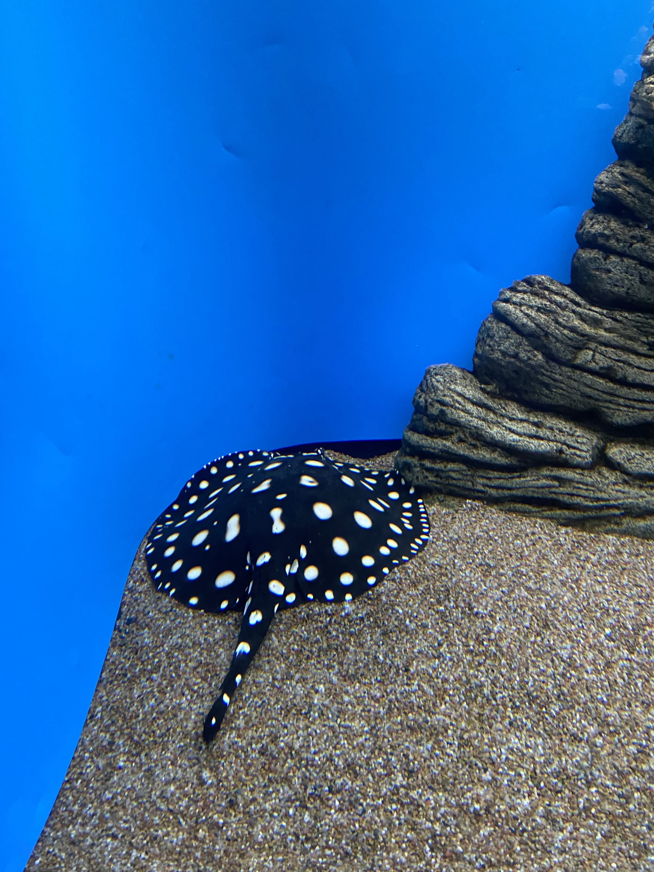 Waikiki Aquarium - Freshwater Stingray