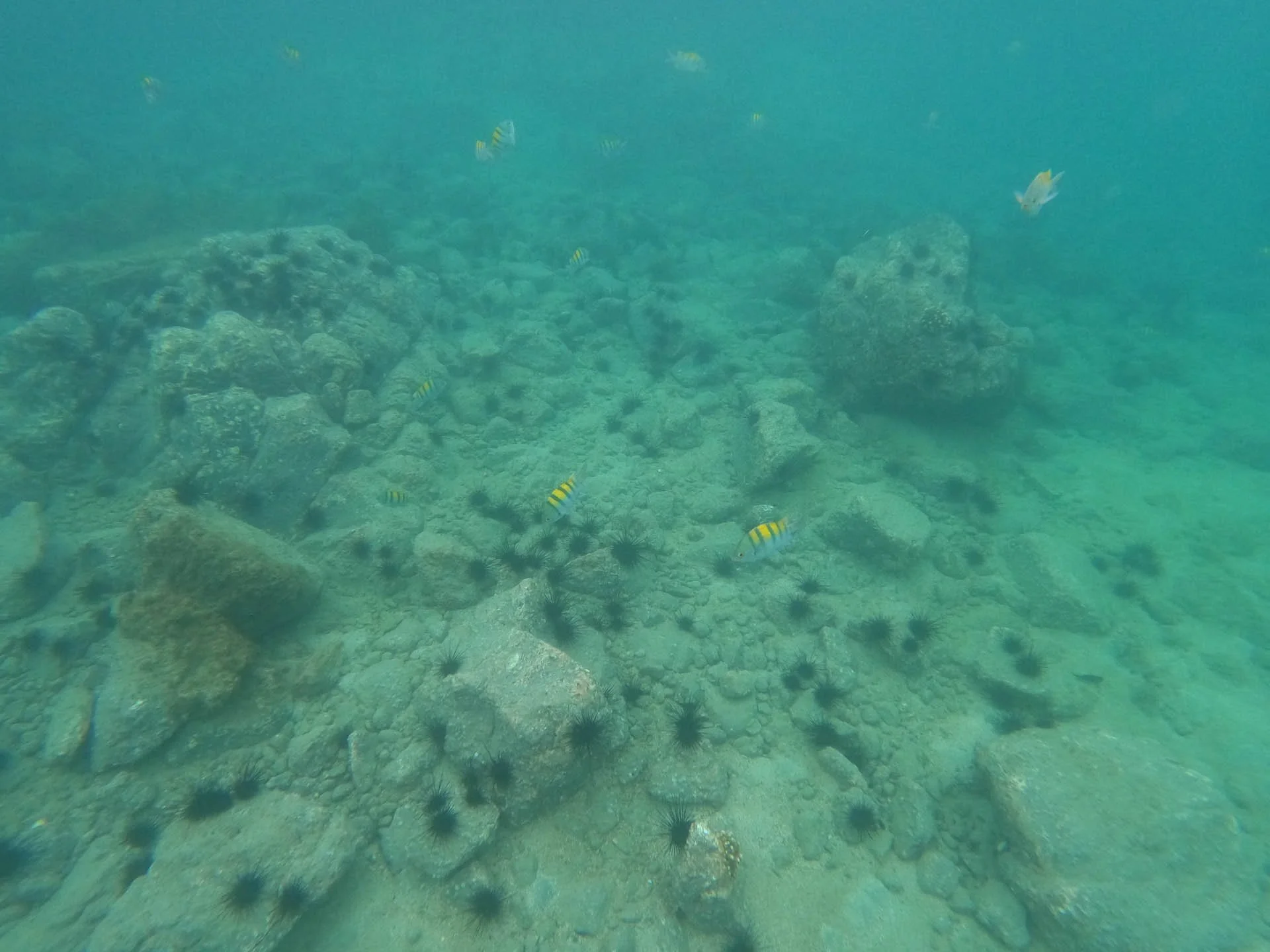 Snorkeling in Golfo Papagayo