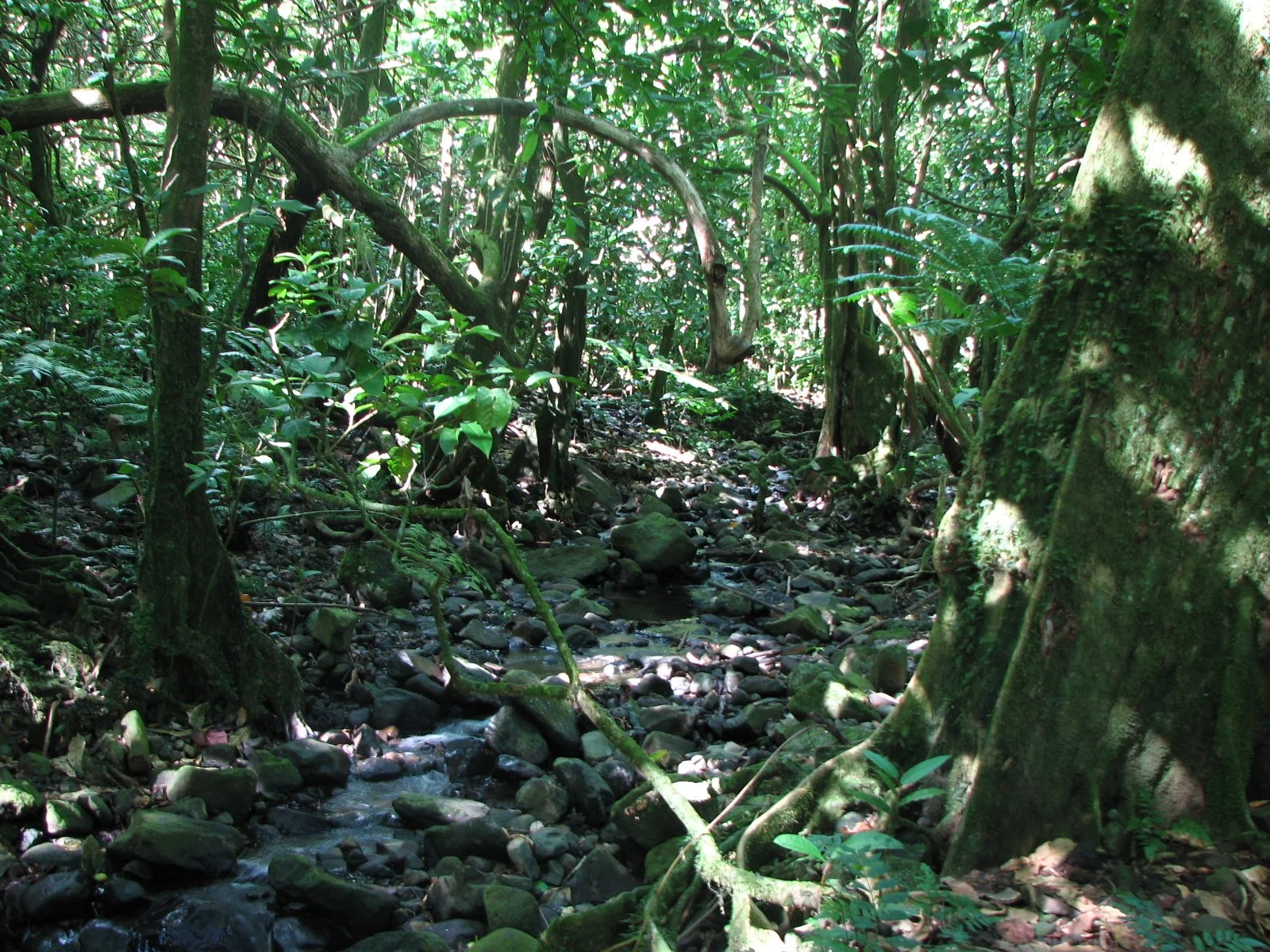Moorea