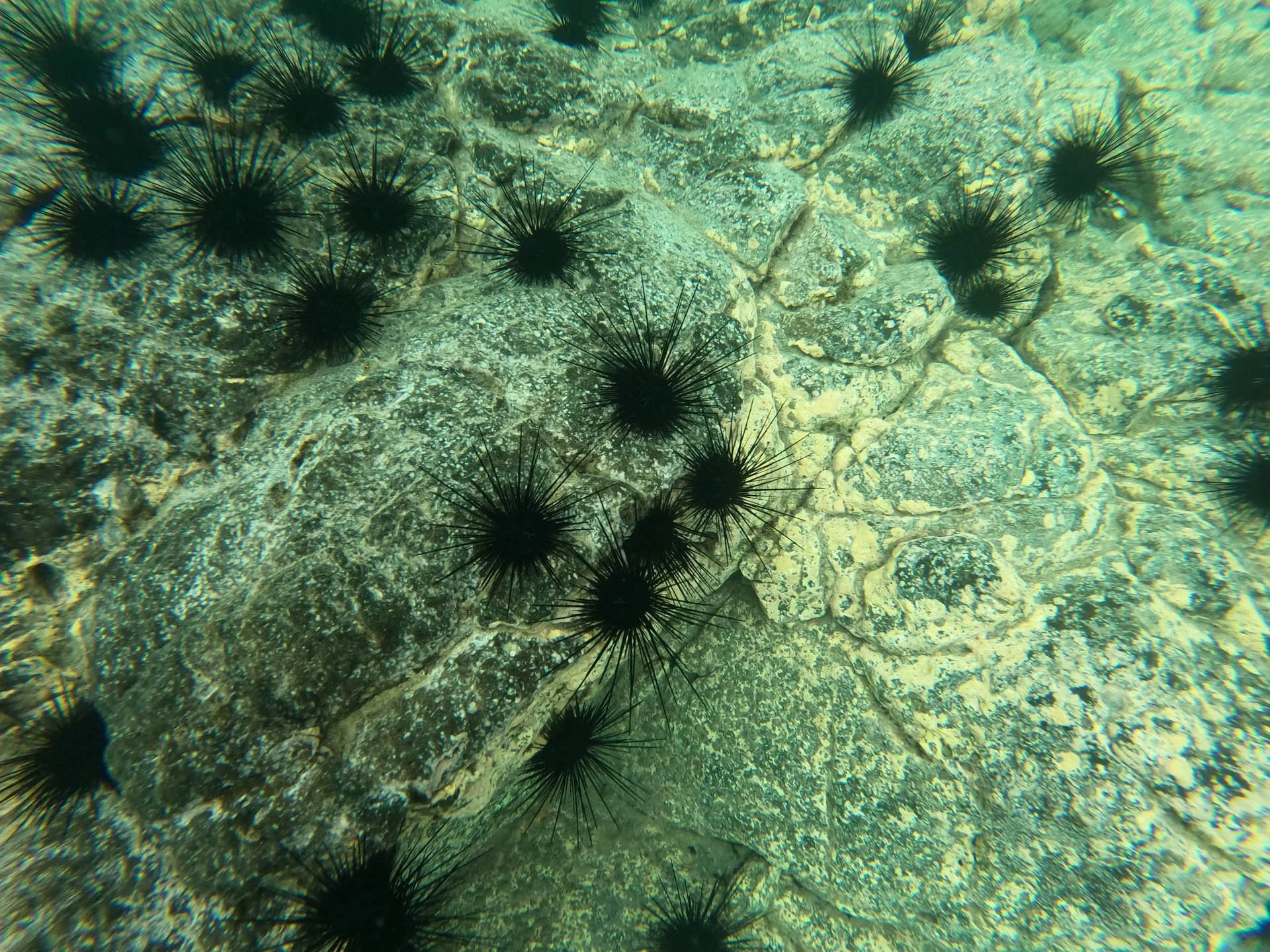 Snorkeling in Golfo Papagayo - Sea Urchins