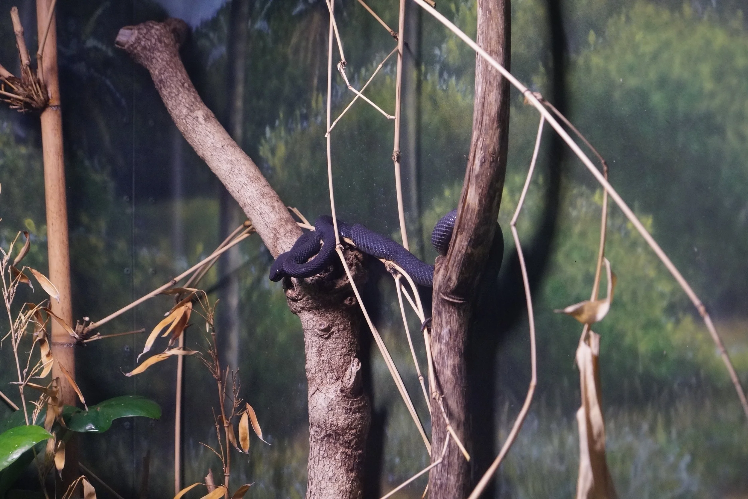 San Diego Zoo: Ashy Pit Viper