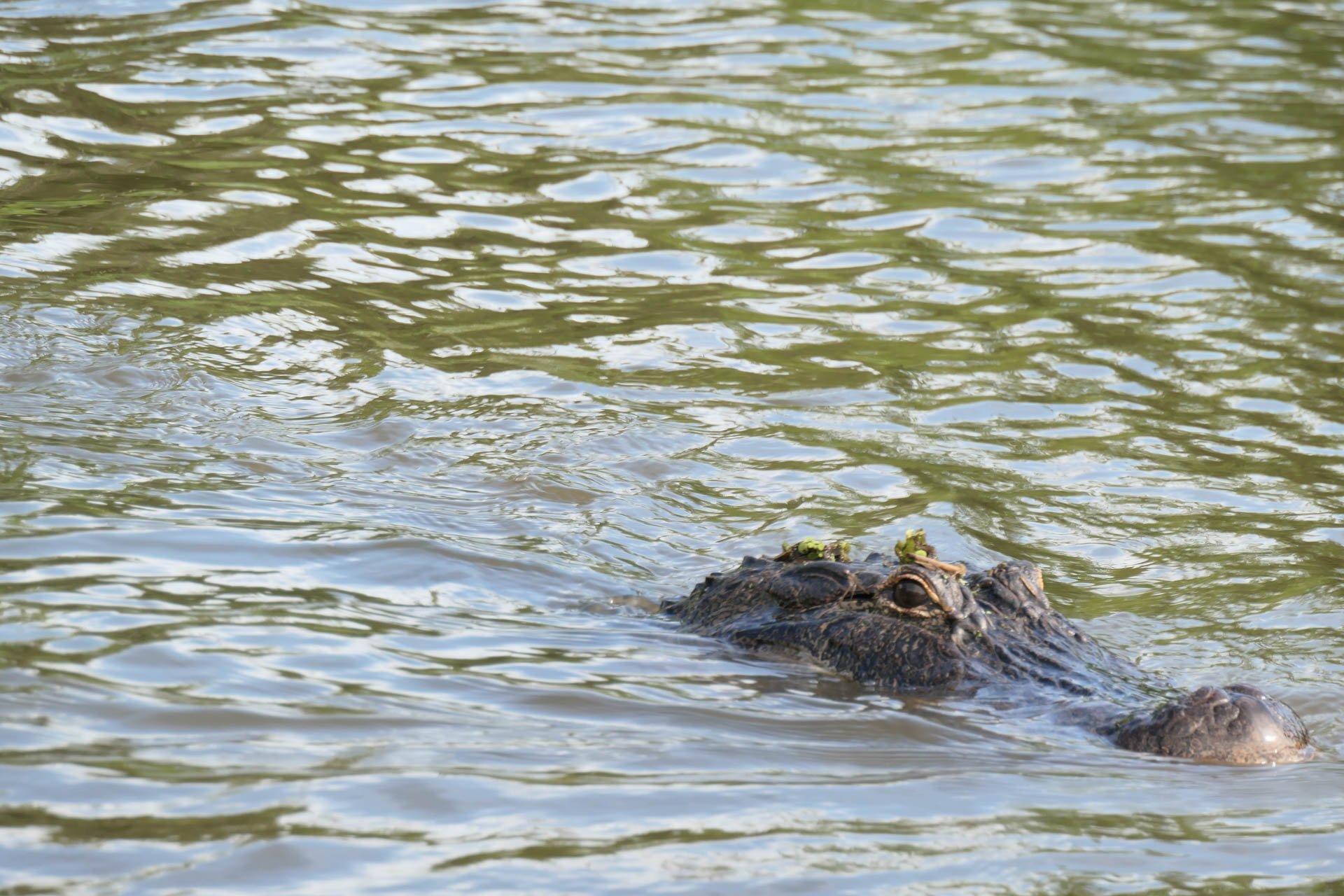 Cajun Experiences Swam Tour - Alligator